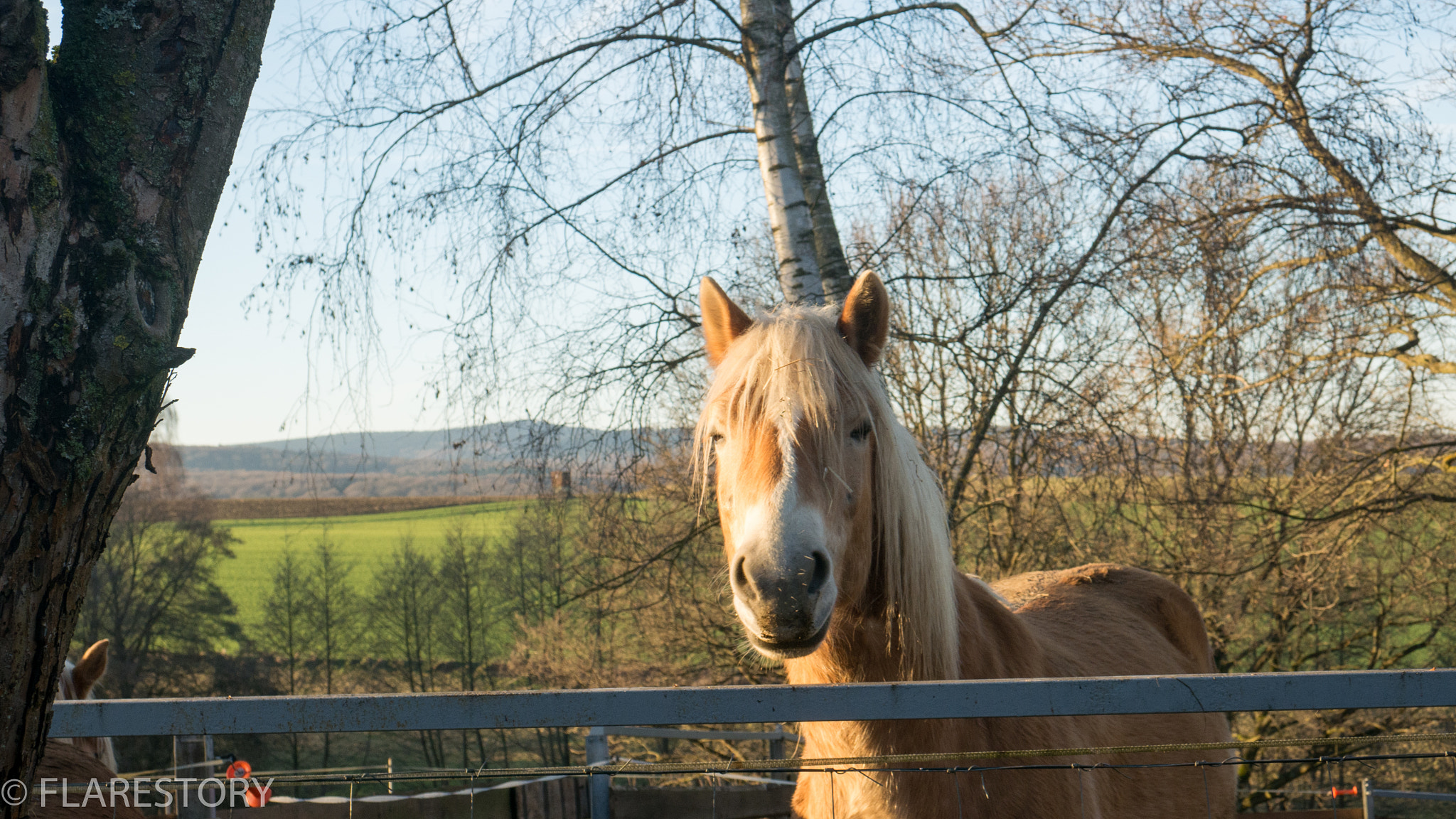 Panasonic DMC-G70 sample photo. Kaltblut photography