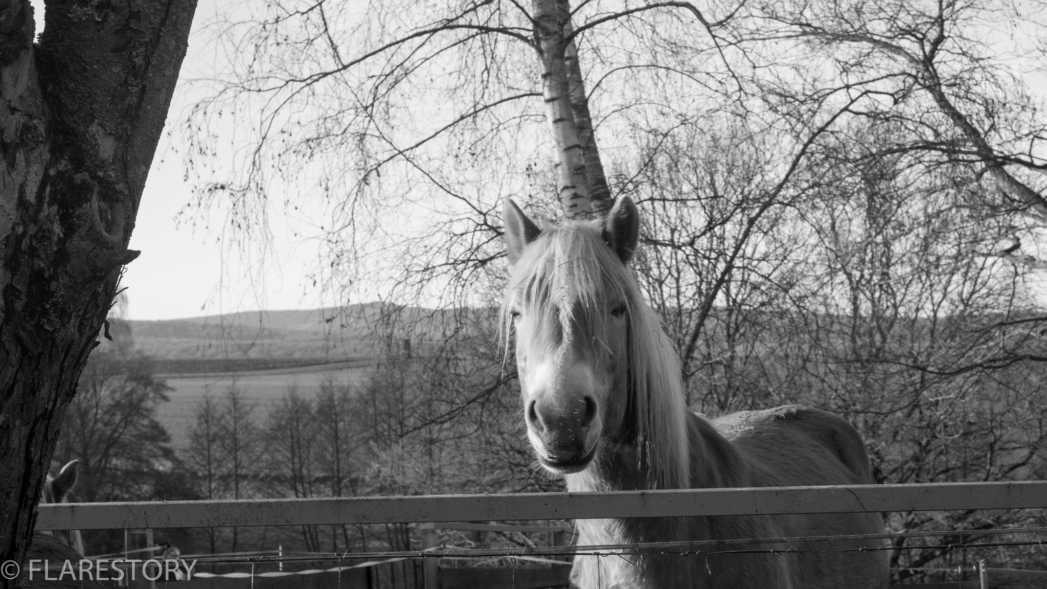 Panasonic DMC-G70 sample photo. Kaltblut sw photography