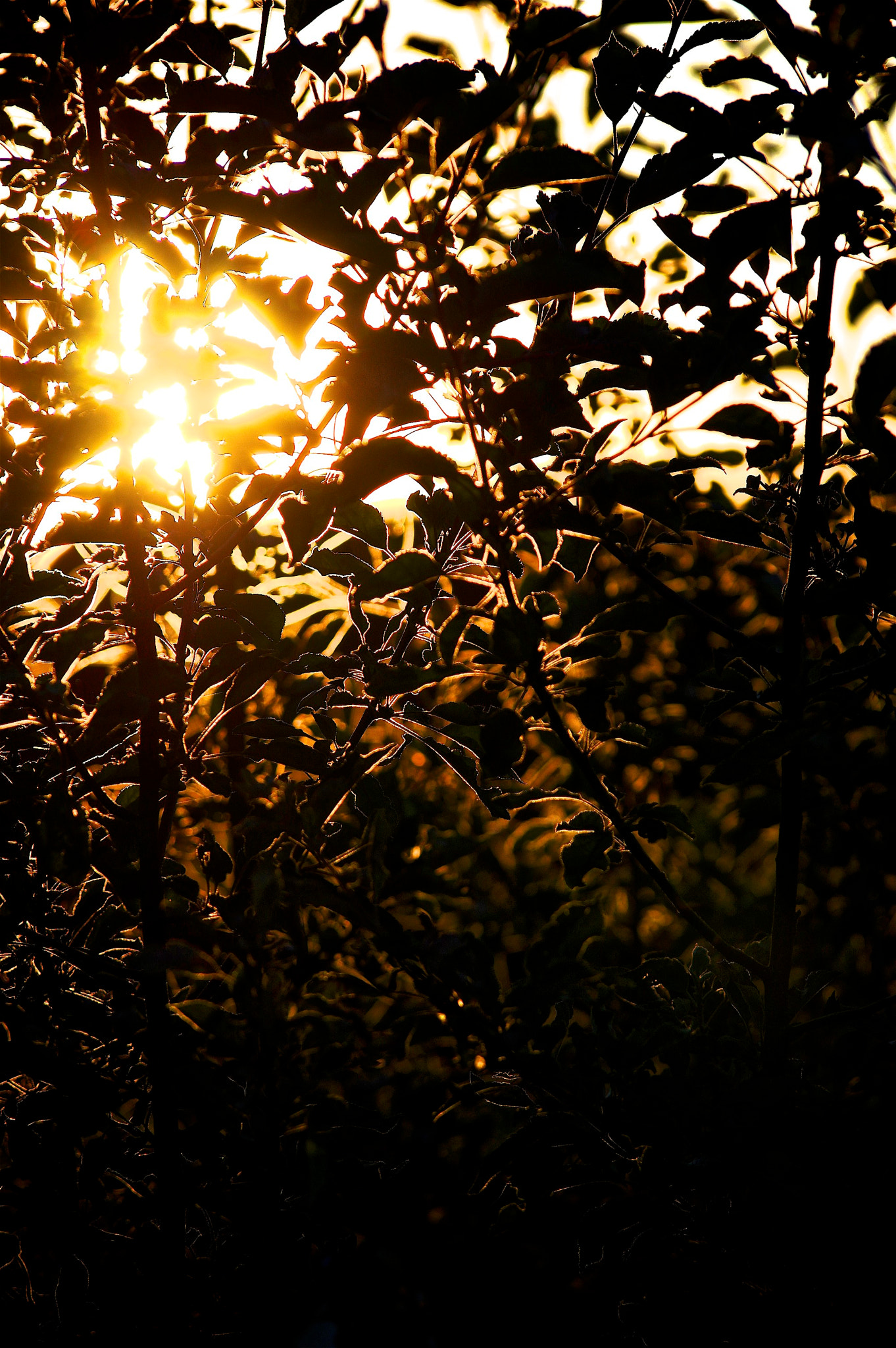 Pentax K-3 II sample photo. Summersun photography