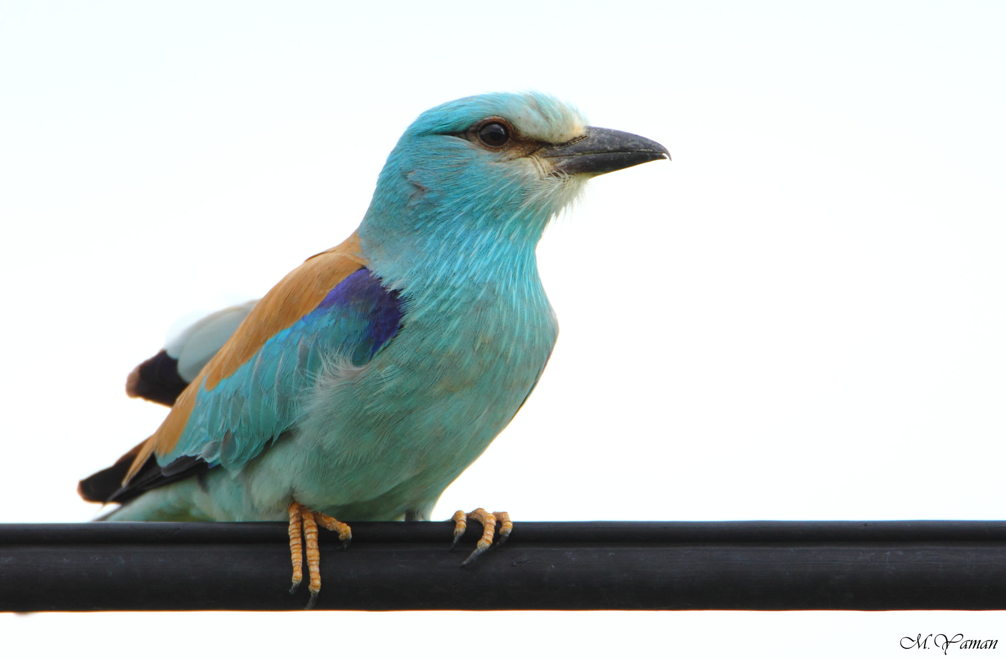 Tamron SP 150-600mm F5-6.3 Di VC USD sample photo. Gökkuzgun - european roller photography