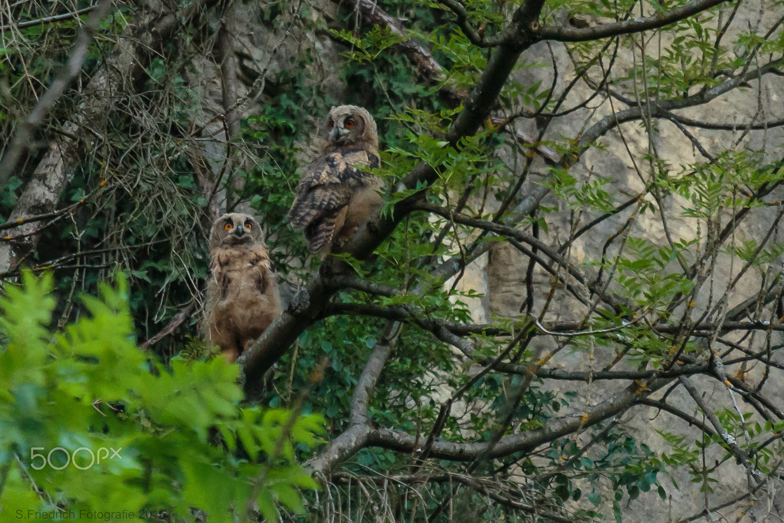 Sigma 50-500mm f/4-6.3 APO HSM EX sample photo. As we have come here, brother? photography