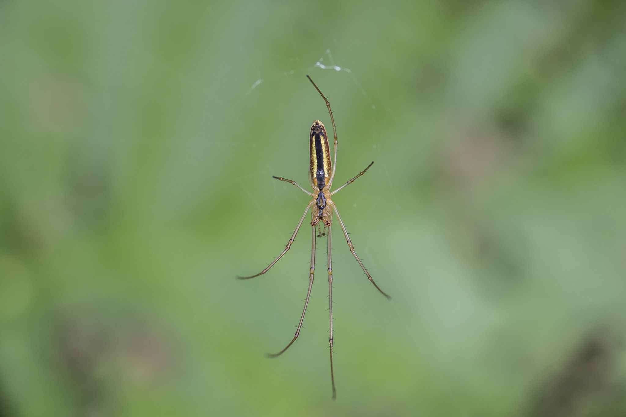 Nikon AF-S Micro-Nikkor 105mm F2.8G IF-ED VR sample photo. Spider photography