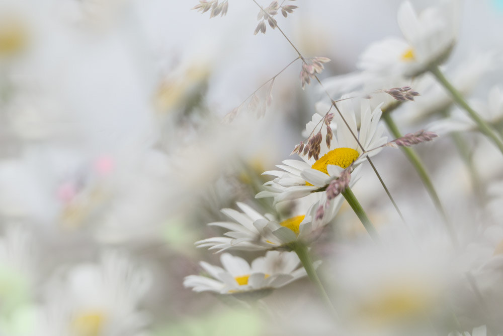 Olympus OM-D E-M10 sample photo. Daisies in spring photography