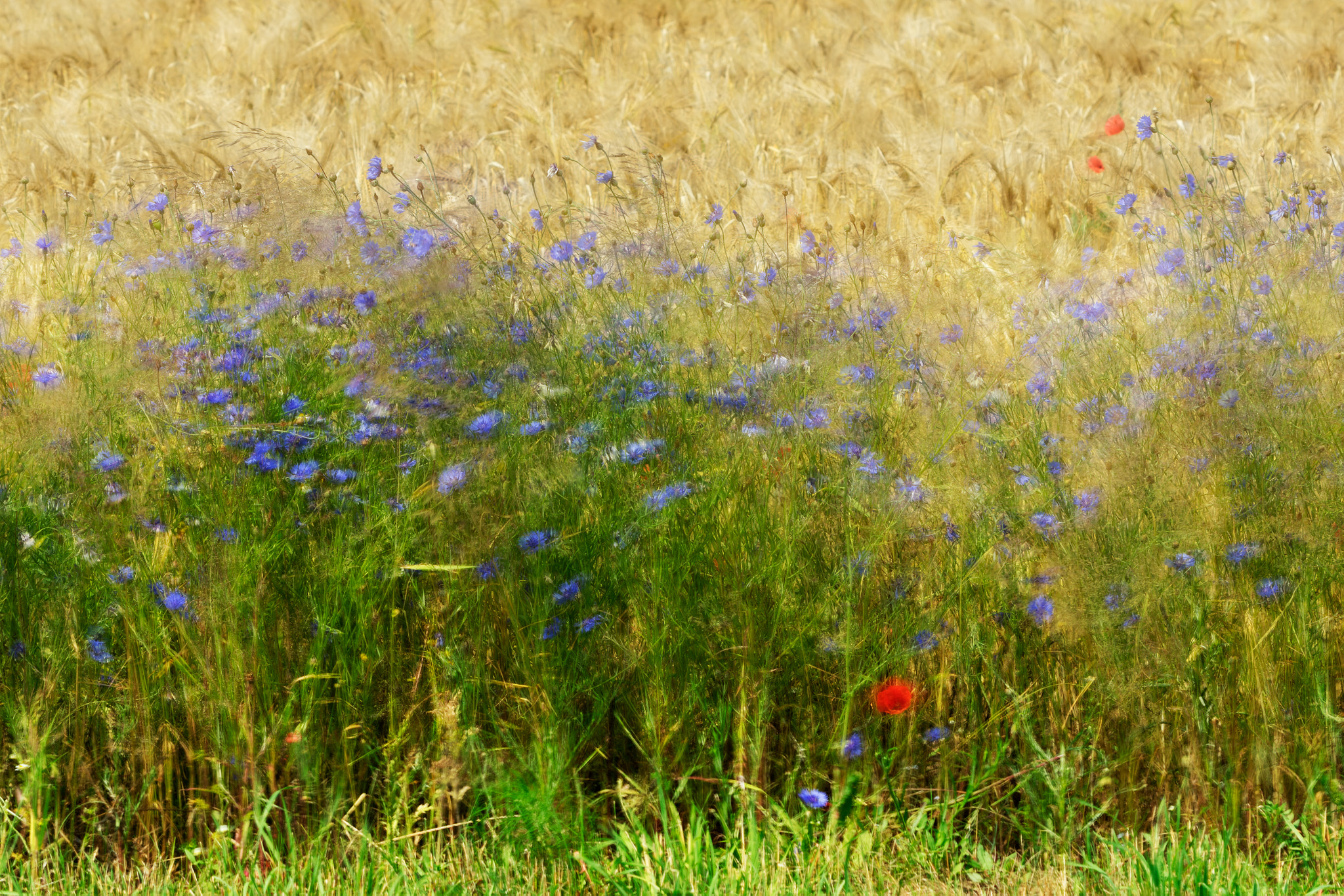 Pentax smc DA* 60-250mm F4.0 ED (IF) SDM sample photo. Summer wind ii photography