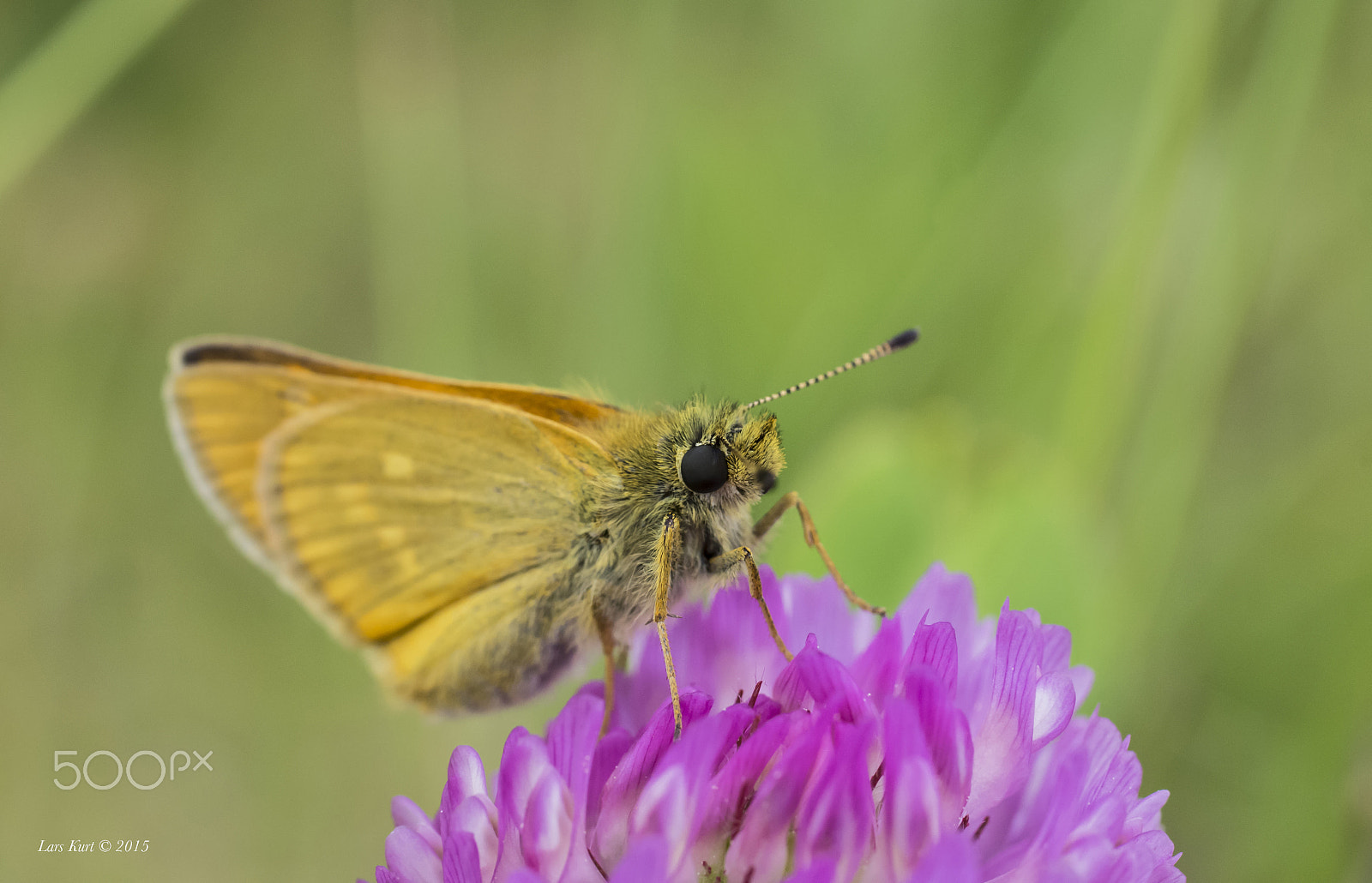 Pentax K-5 sample photo. Macro photography