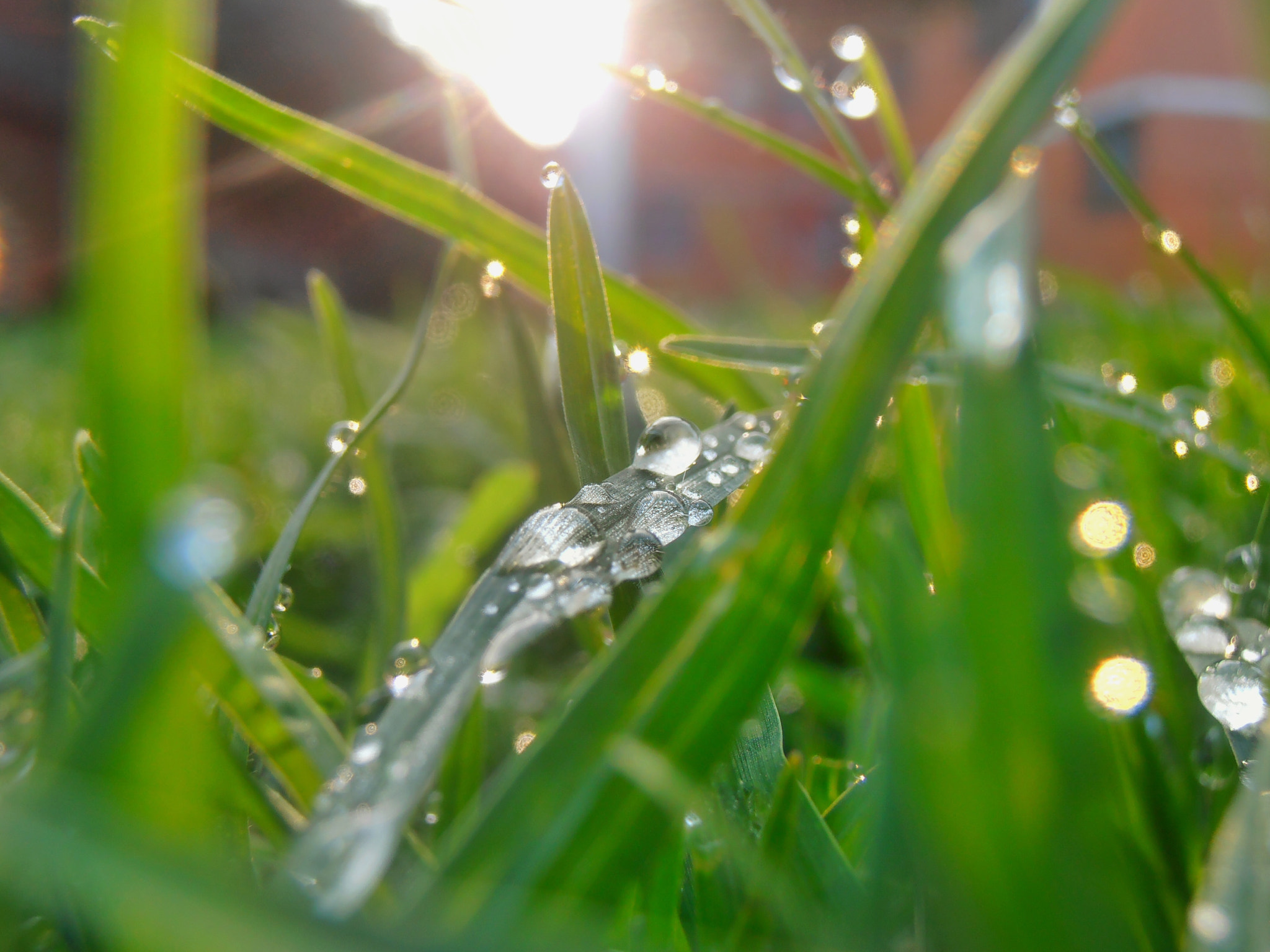 Olympus VR320,D725 sample photo. Grass photography