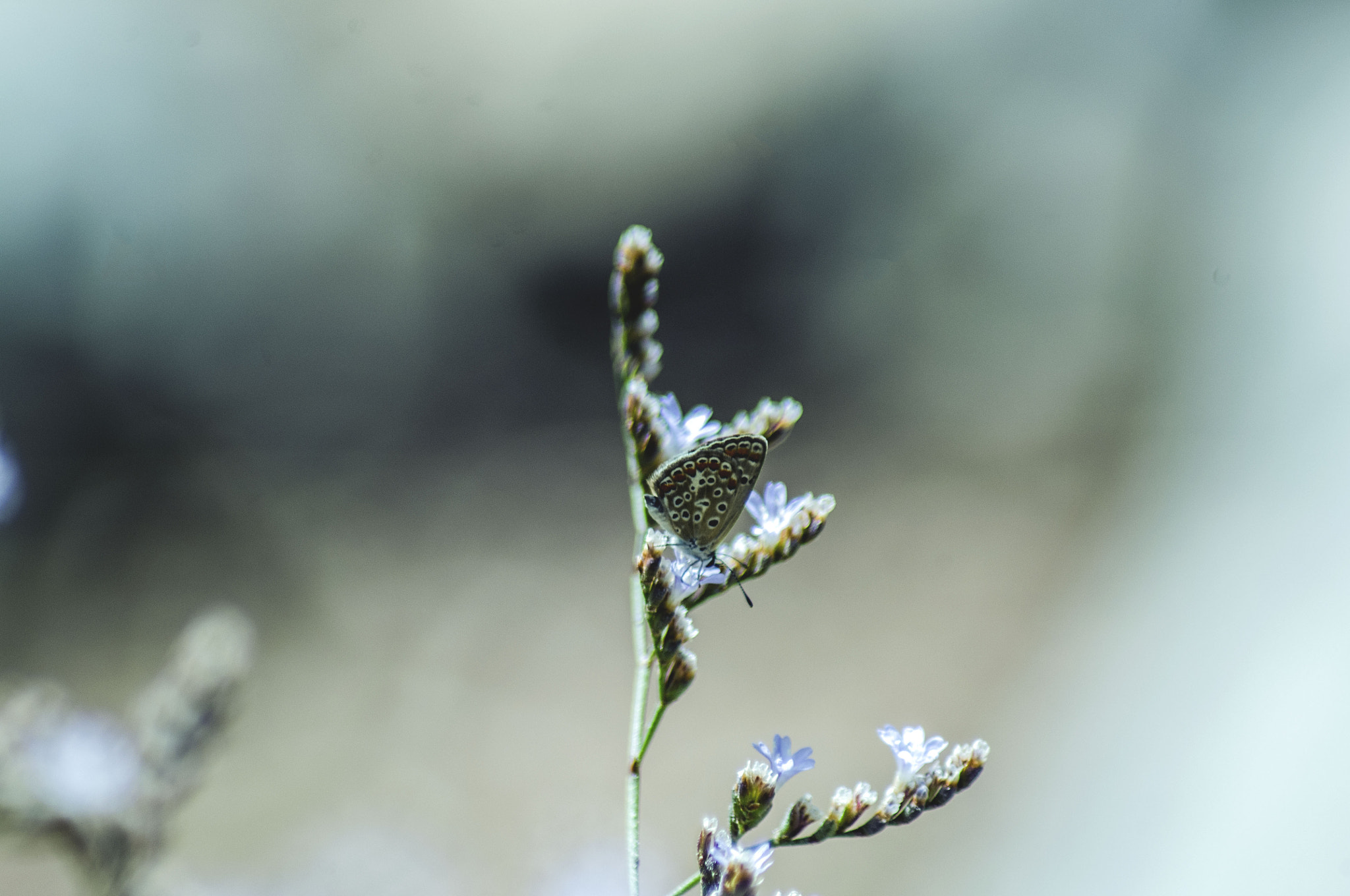 Pentax K-x + Tamron AF 70-300mm F4-5.6 Di LD Macro sample photo. Polyommatus icarus photography