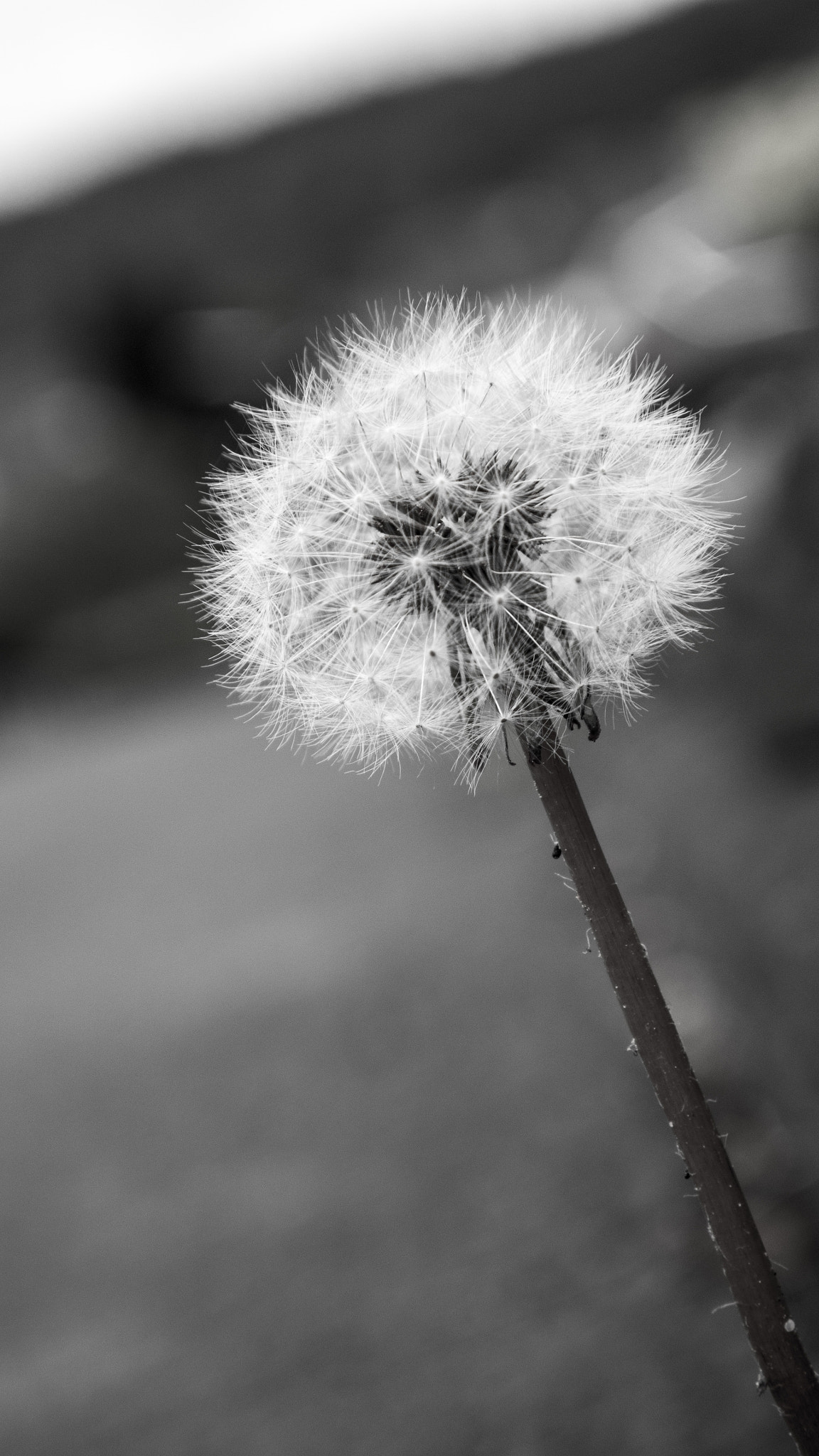Panasonic DMC-G70 sample photo. Dandelion photography