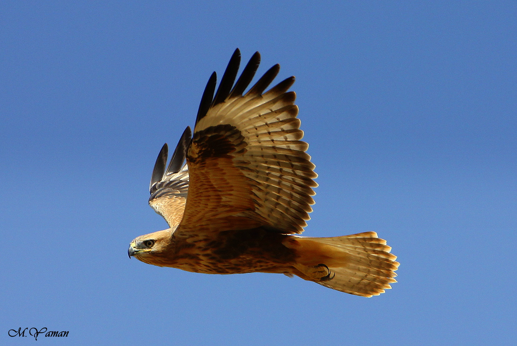 Tamron SP 150-600mm F5-6.3 Di VC USD sample photo. Kızıl şahin /  long-legged buzzard photography