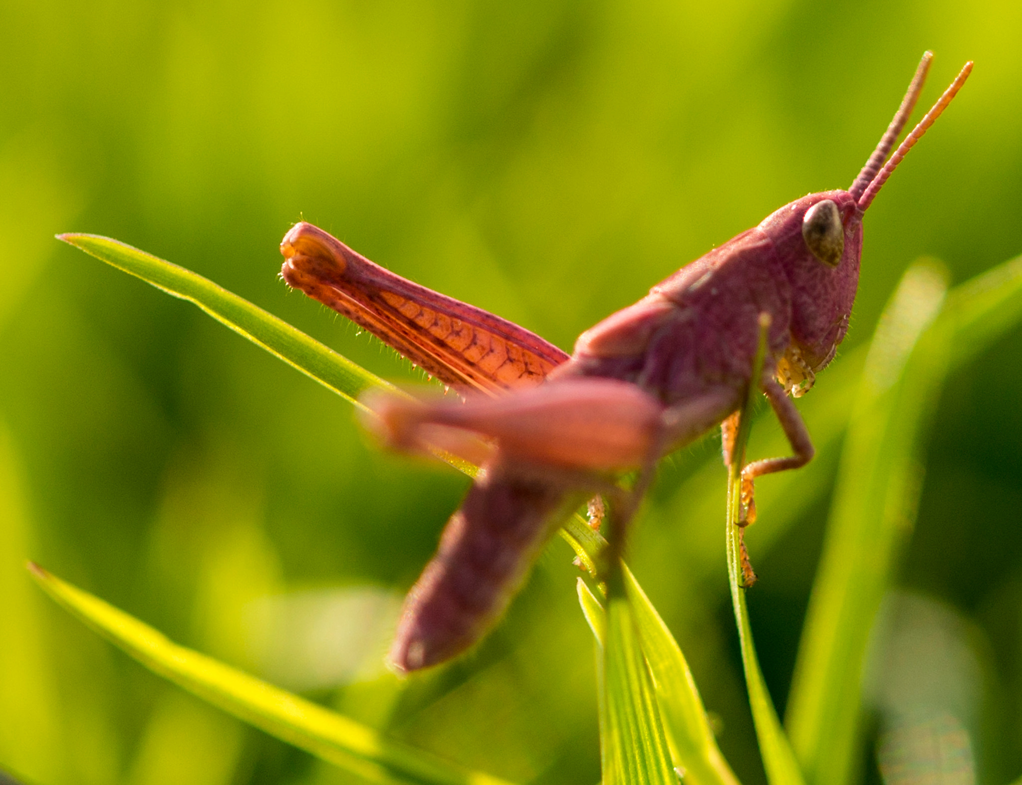Sony a99 II + 90mm F2.8 Macro SSM sample photo. Grasshopper photography