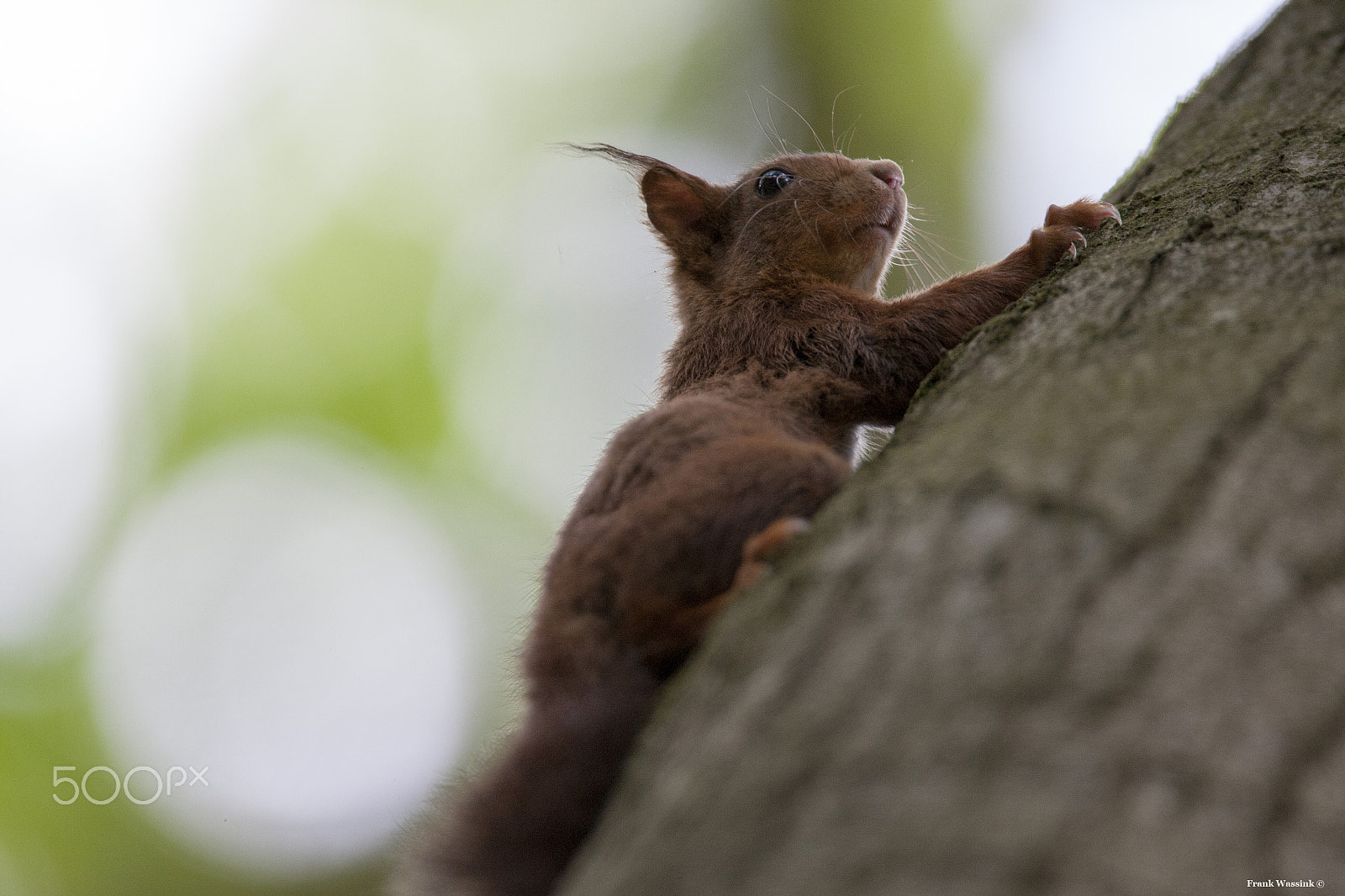 Canon EF 600mm f/4L IS sample photo. Squirrel photography