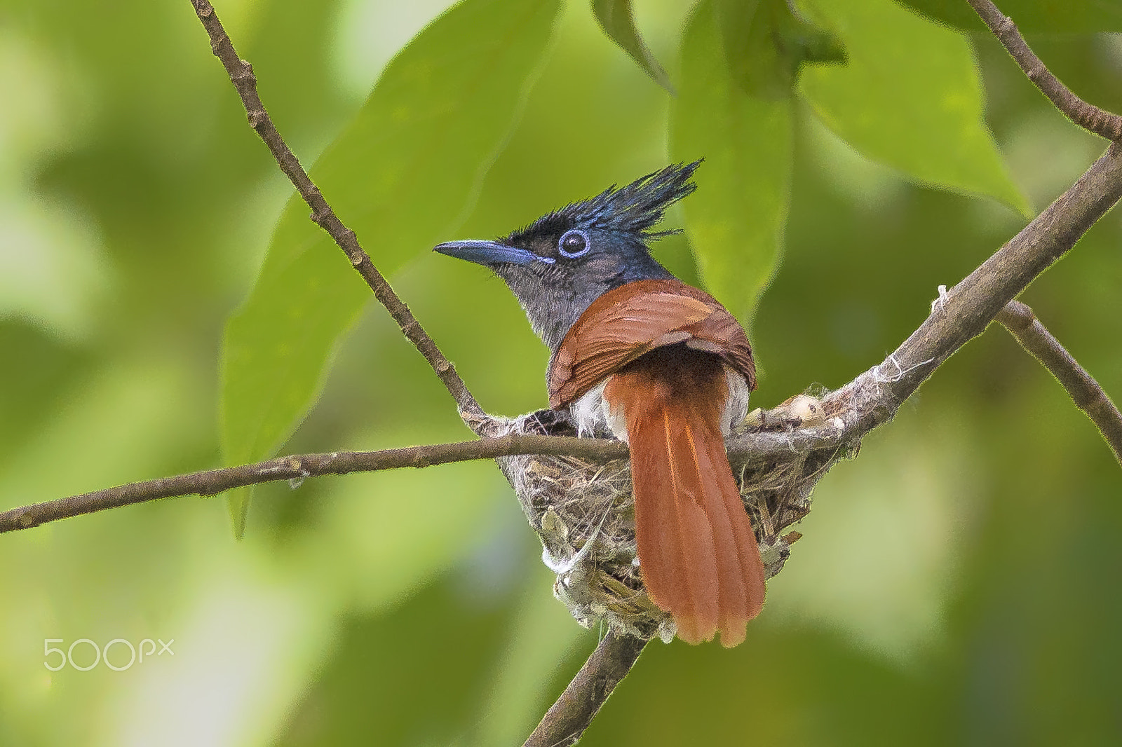 Nikon D5100 + Nikon AF-S Nikkor 300mm F4D ED-IF sample photo. Birds in the nest photography