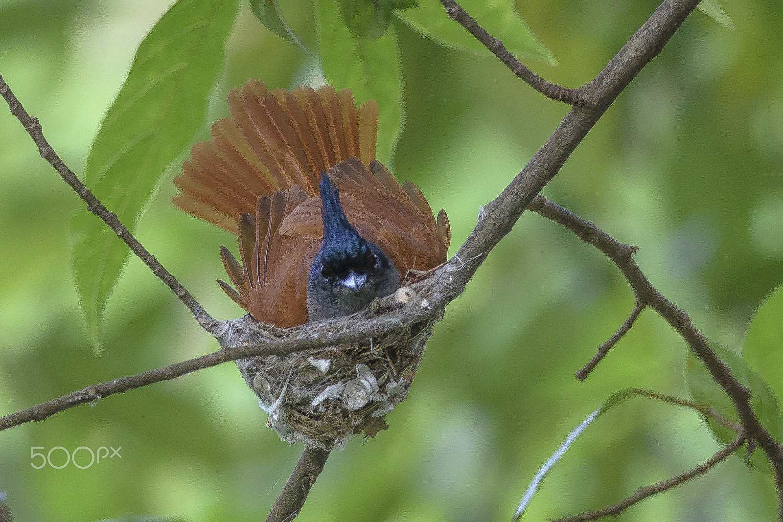 Nikon D5100 + Nikon AF-S Nikkor 300mm F4D ED-IF sample photo. Birds in the nest photography