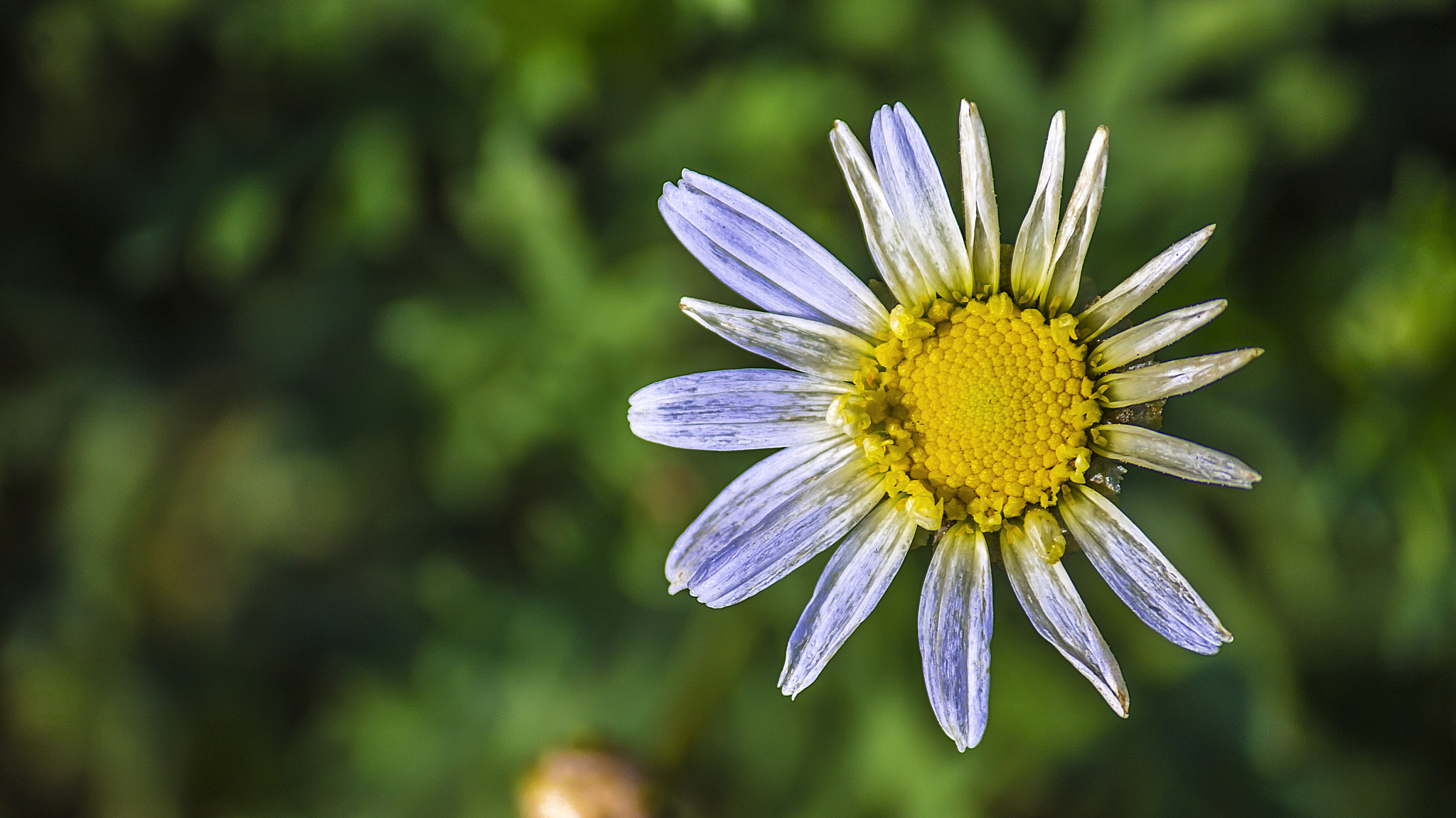 Canon EF-S 55-250mm F4-5.6 IS sample photo. Flo photography