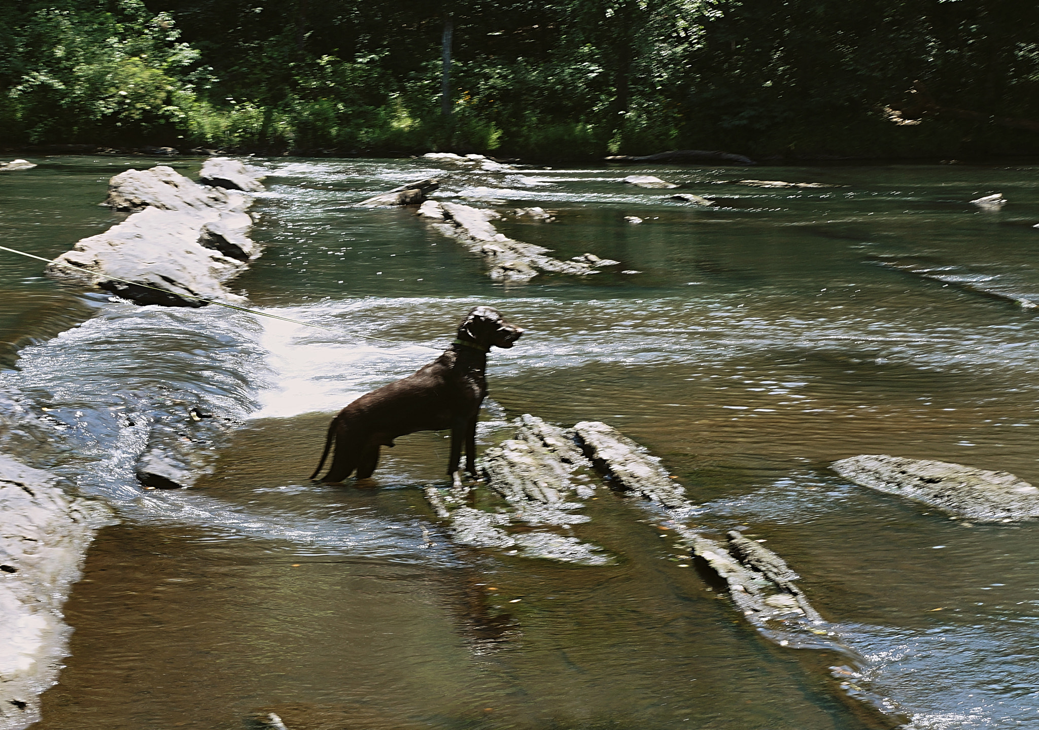 Sony DT 18-250mm F3.5-6.3 sample photo. Mans best friend in the lake photography