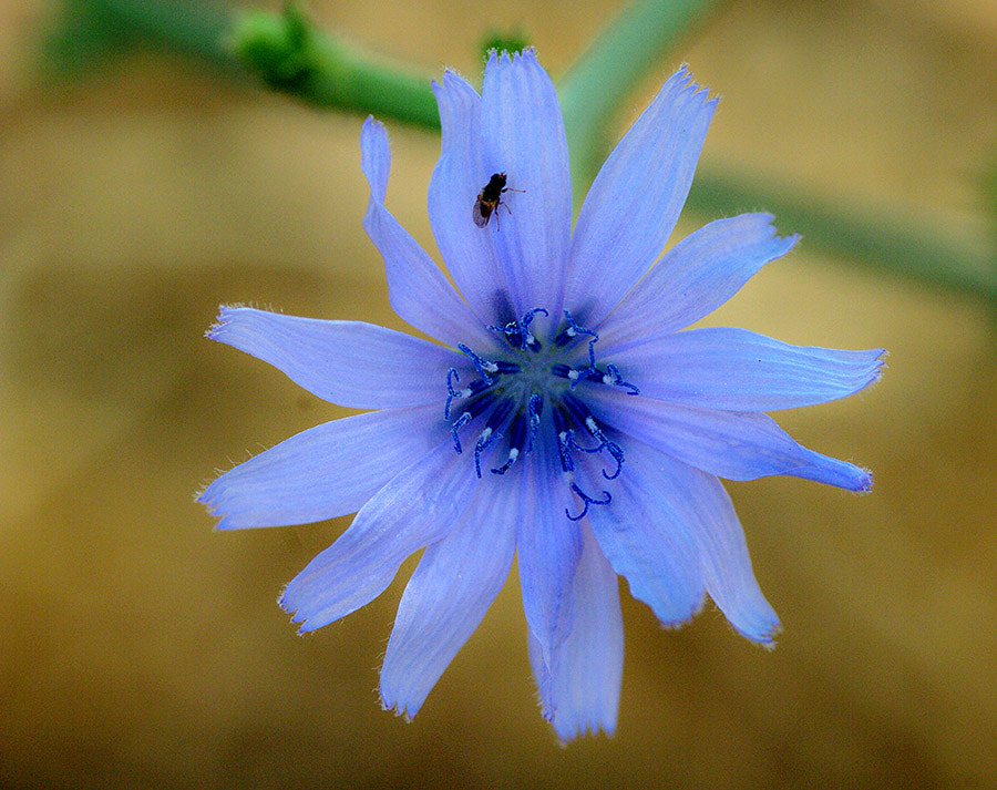 Pentax K20D sample photo. Flower photography