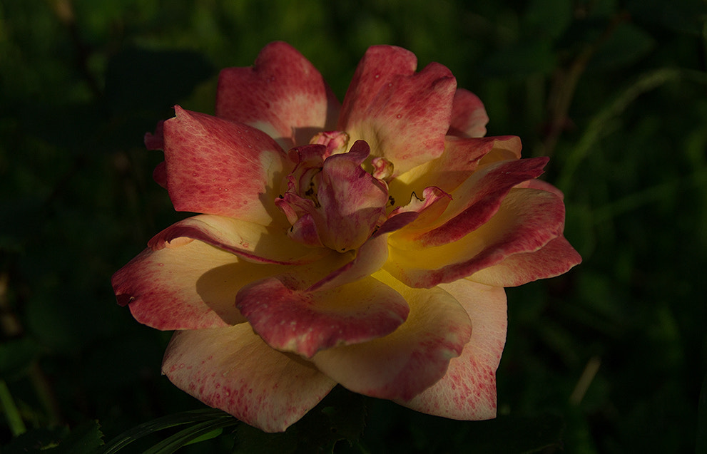 Sony SLT-A37 sample photo. Rose. photography