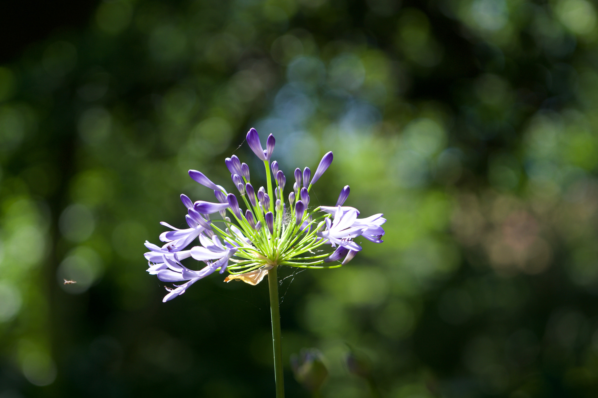 Sony a6000 + Sony FE 70-200mm F4 G OSS sample photo. Peter pan in bokeh photography