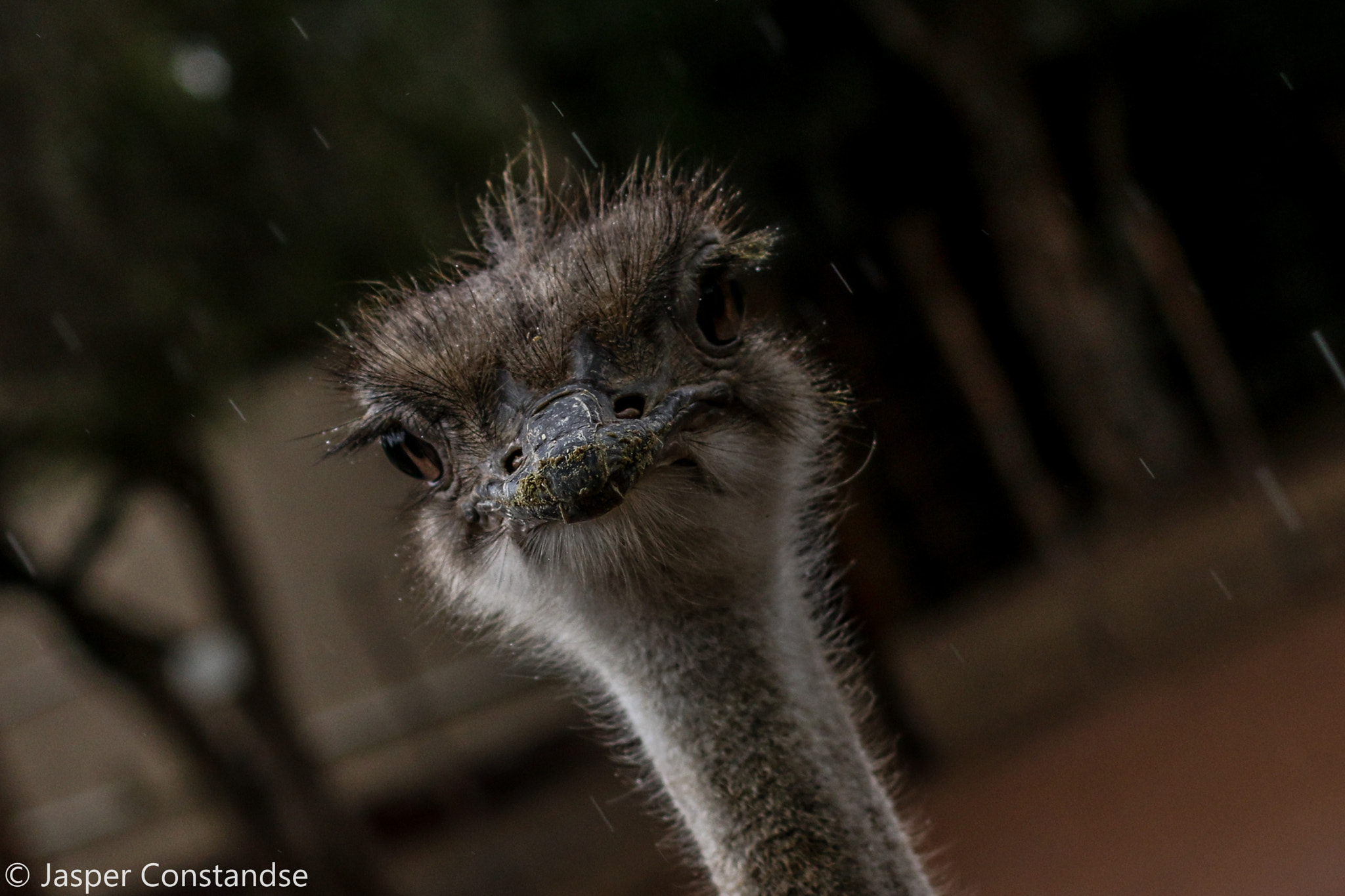 Canon EF 50mm F1.4 USM sample photo. Camel-bird photography