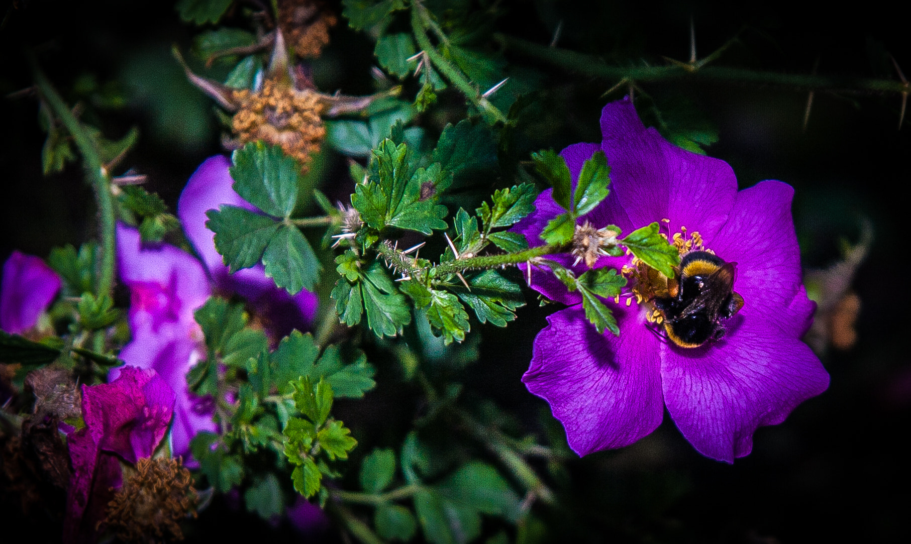 Canon EF 24-85mm F3.5-4.5 USM sample photo. Bumblebee  photography