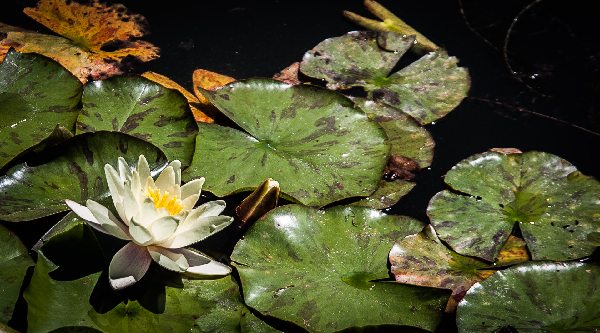 Canon EF 24-85mm F3.5-4.5 USM sample photo. Waterlily  photography