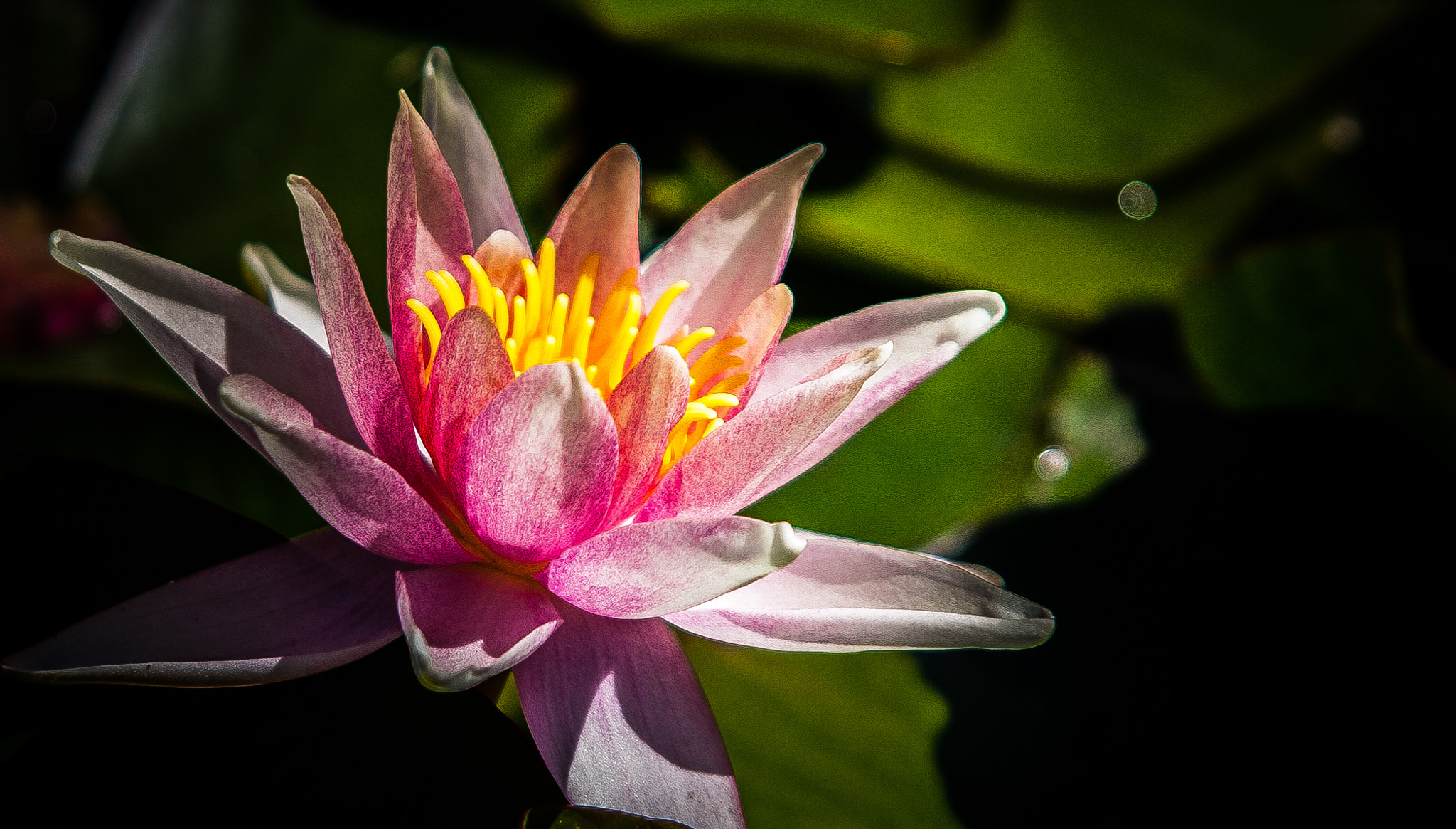 Canon EF 24-85mm F3.5-4.5 USM sample photo. Pink waterlily  photography