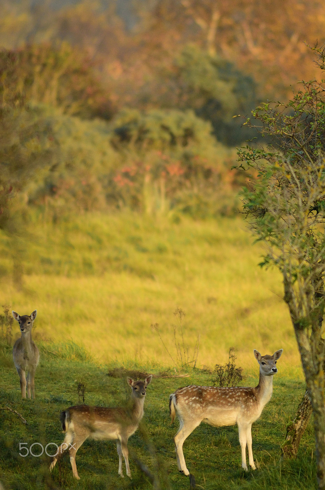 Nikon D2Xs + Nikkor 500mm f/4 P ED IF sample photo. Friends photography