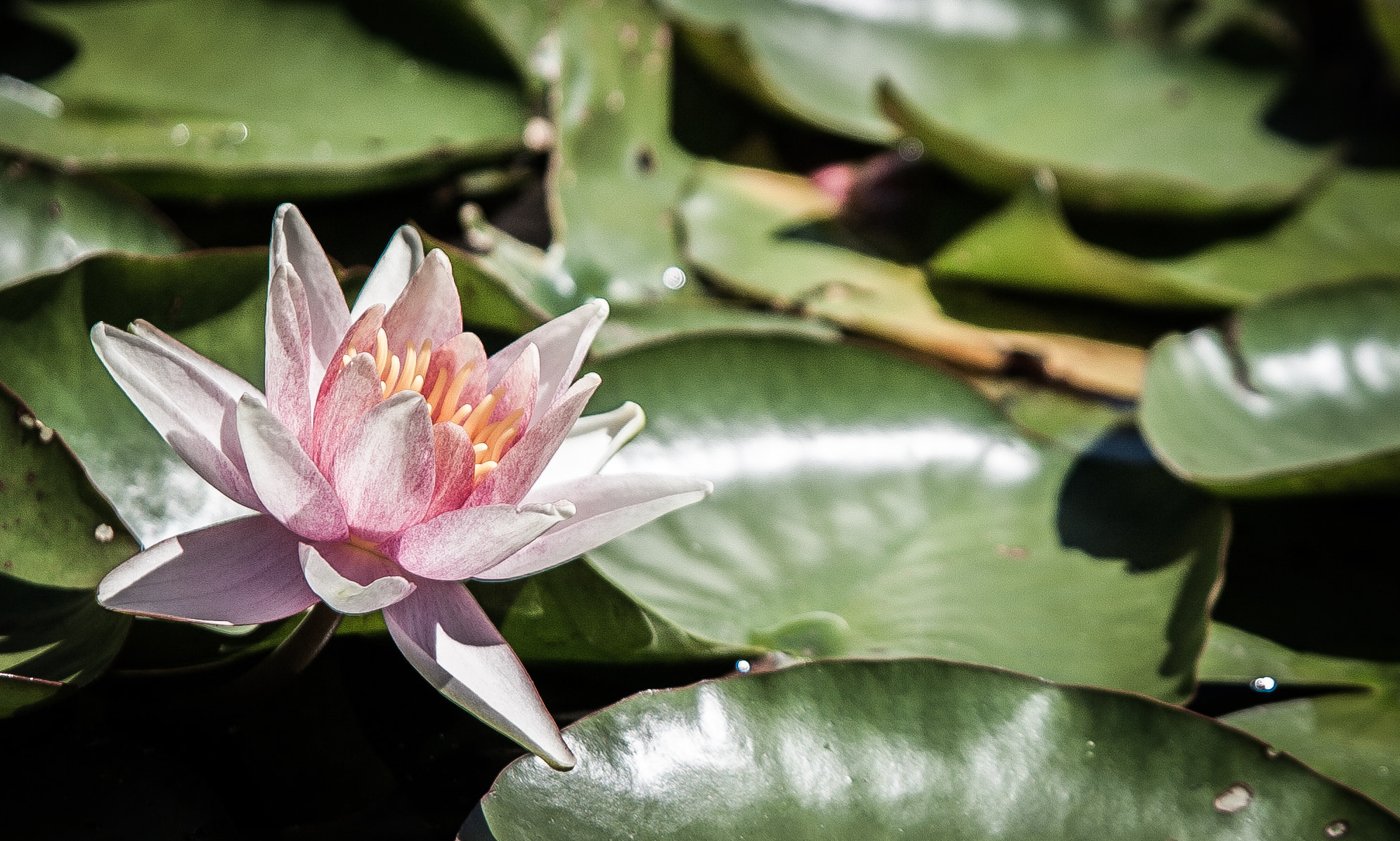 Canon EF 24-85mm F3.5-4.5 USM sample photo. Sea rose  photography