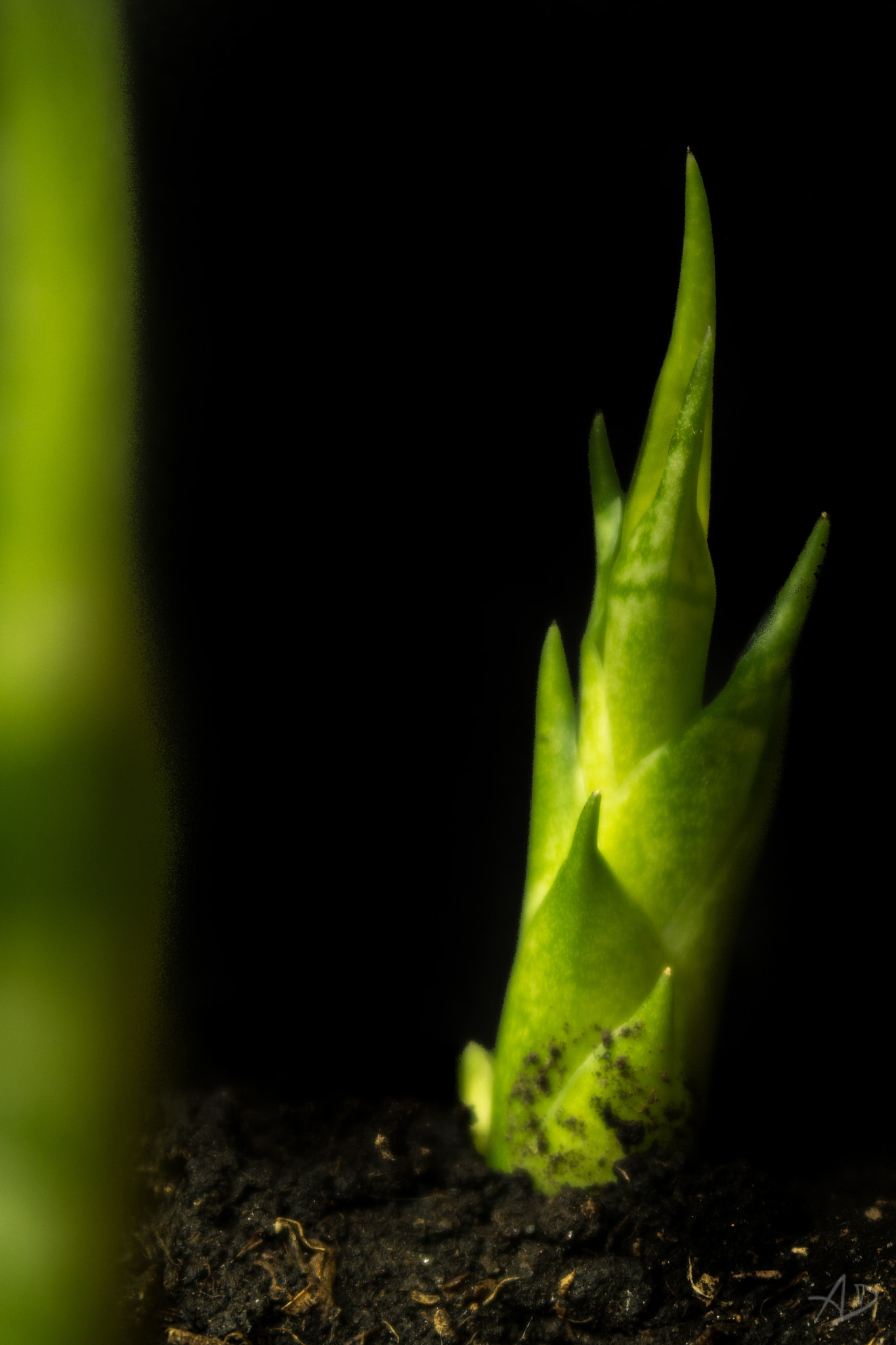 Samsung NX 20-50mm F3.5-5.6 ED sample photo. Brote photography