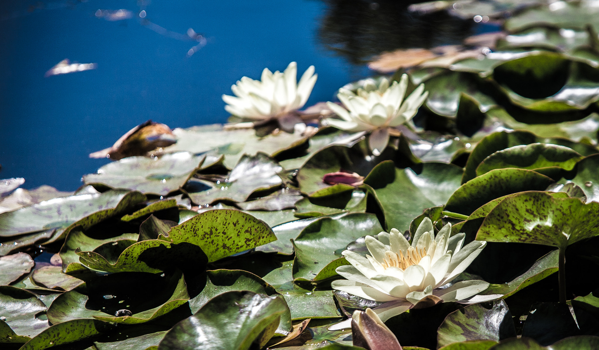 Canon EF 24-85mm F3.5-4.5 USM sample photo. Waterlilys  photography