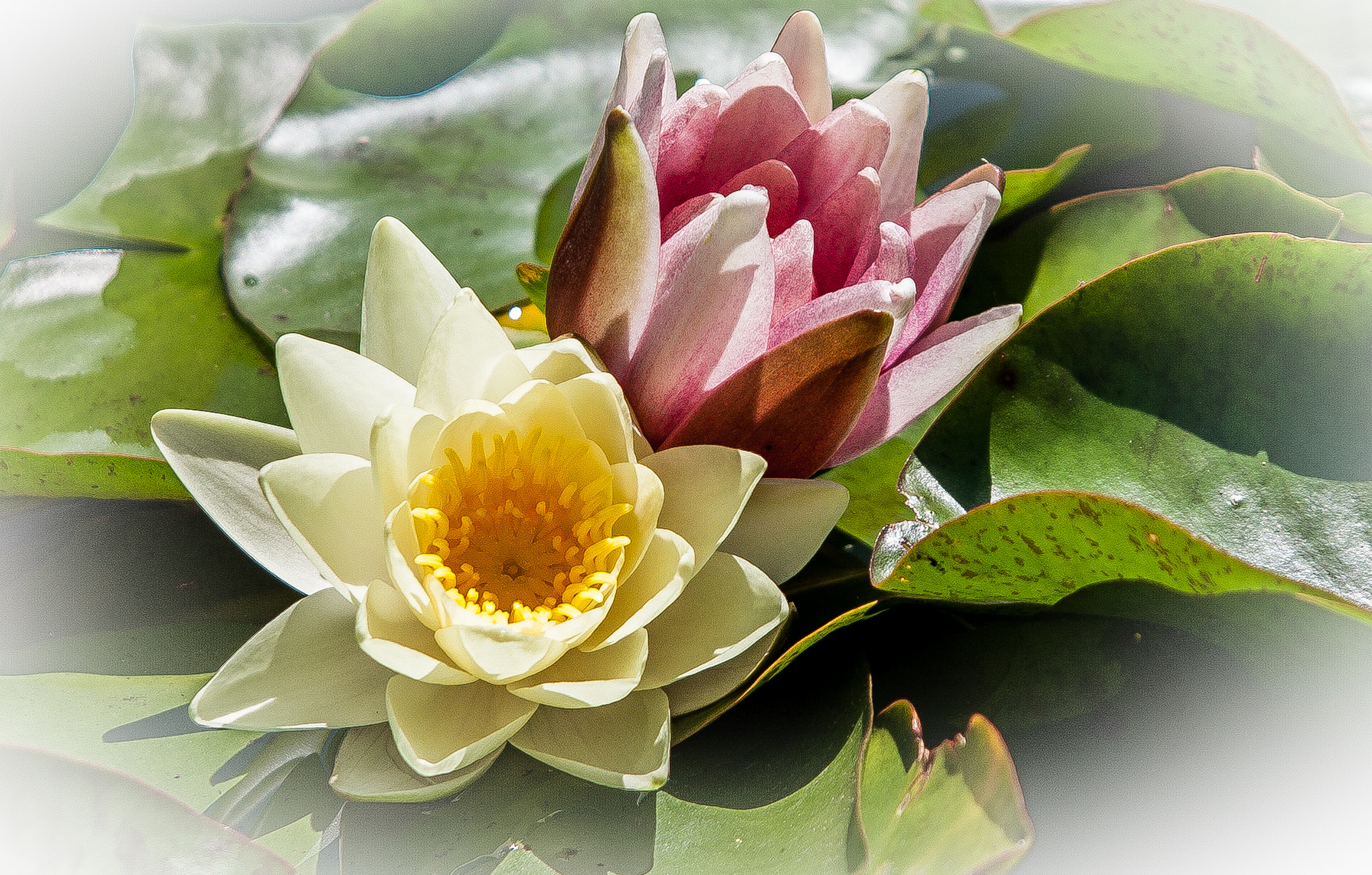 Canon EF 24-85mm F3.5-4.5 USM sample photo. Dreaming waterlily  photography
