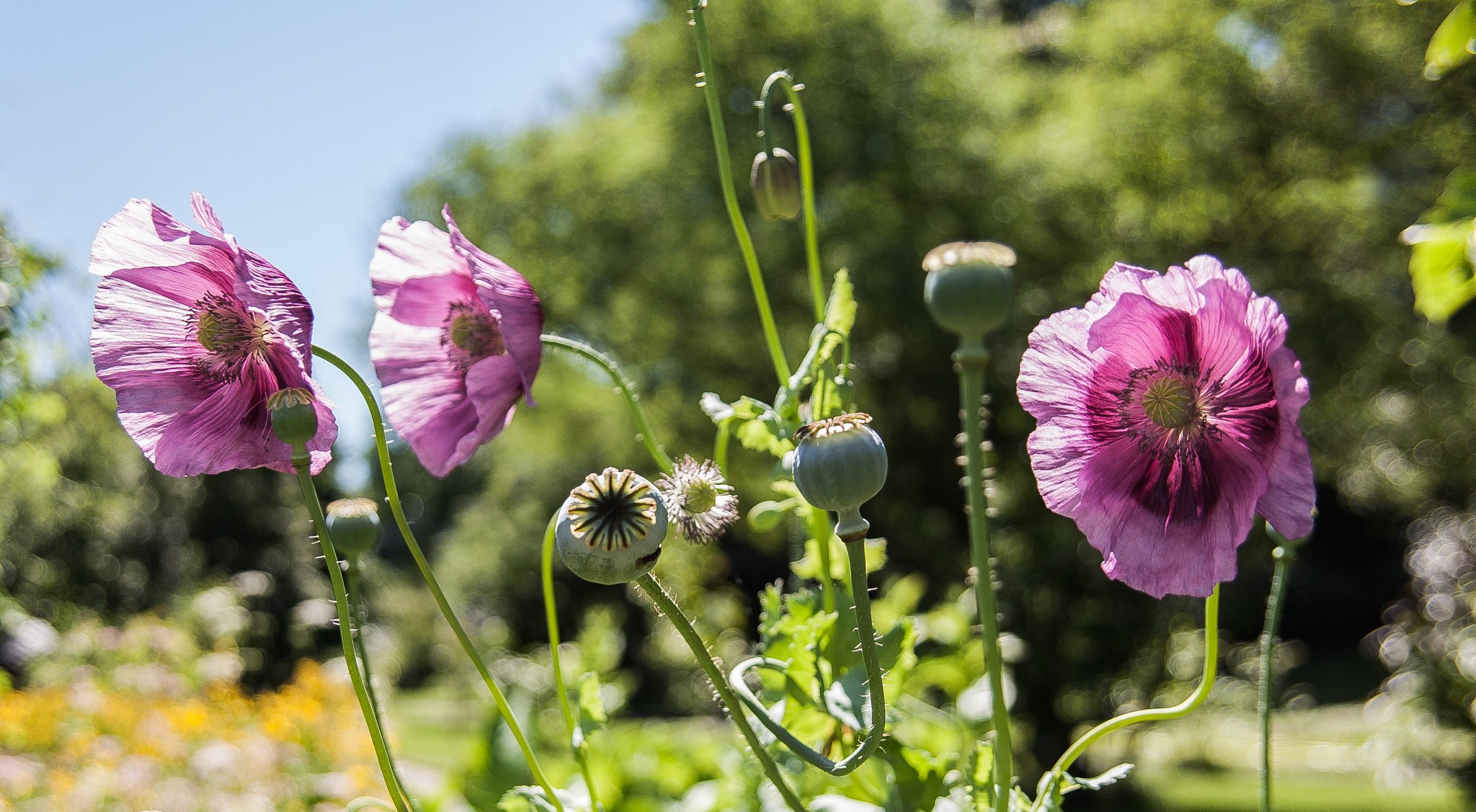 Canon EF 24-85mm F3.5-4.5 USM sample photo. Pink poppys  photography