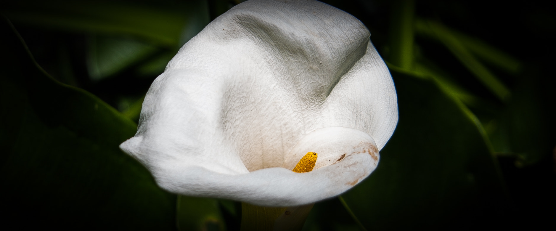Canon EF 24-85mm F3.5-4.5 USM sample photo. Calla  photography