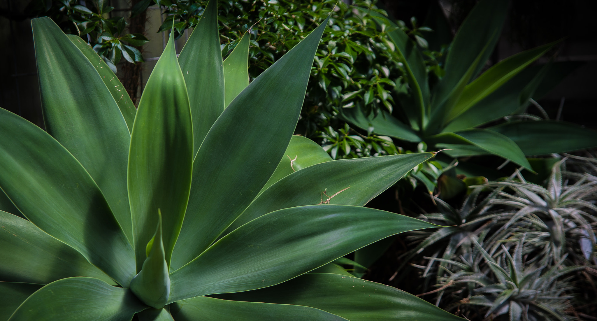 Canon EF 24-85mm F3.5-4.5 USM sample photo. Pretty green  photography