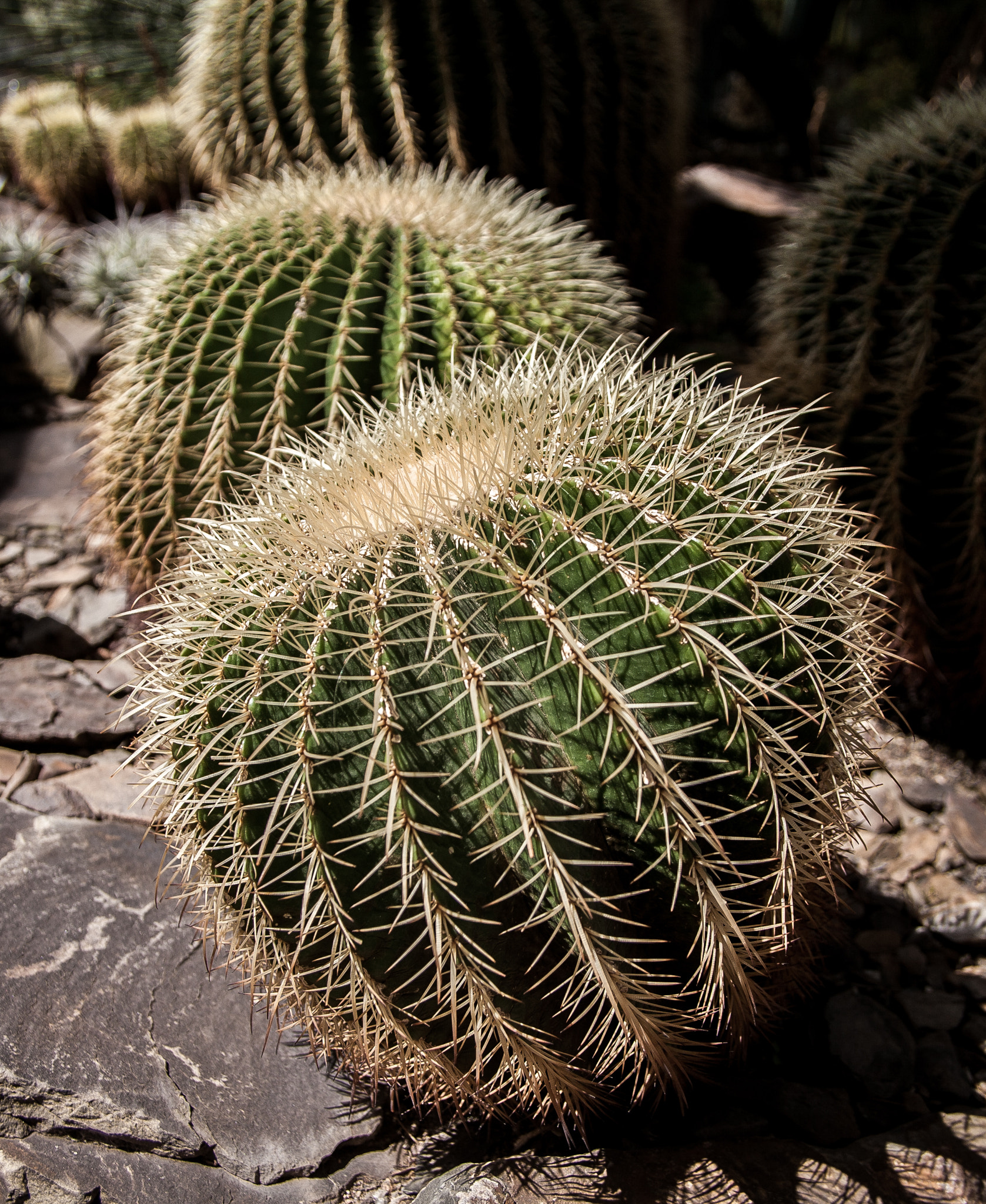 Canon EF 24-85mm F3.5-4.5 USM sample photo. Cactus  photography