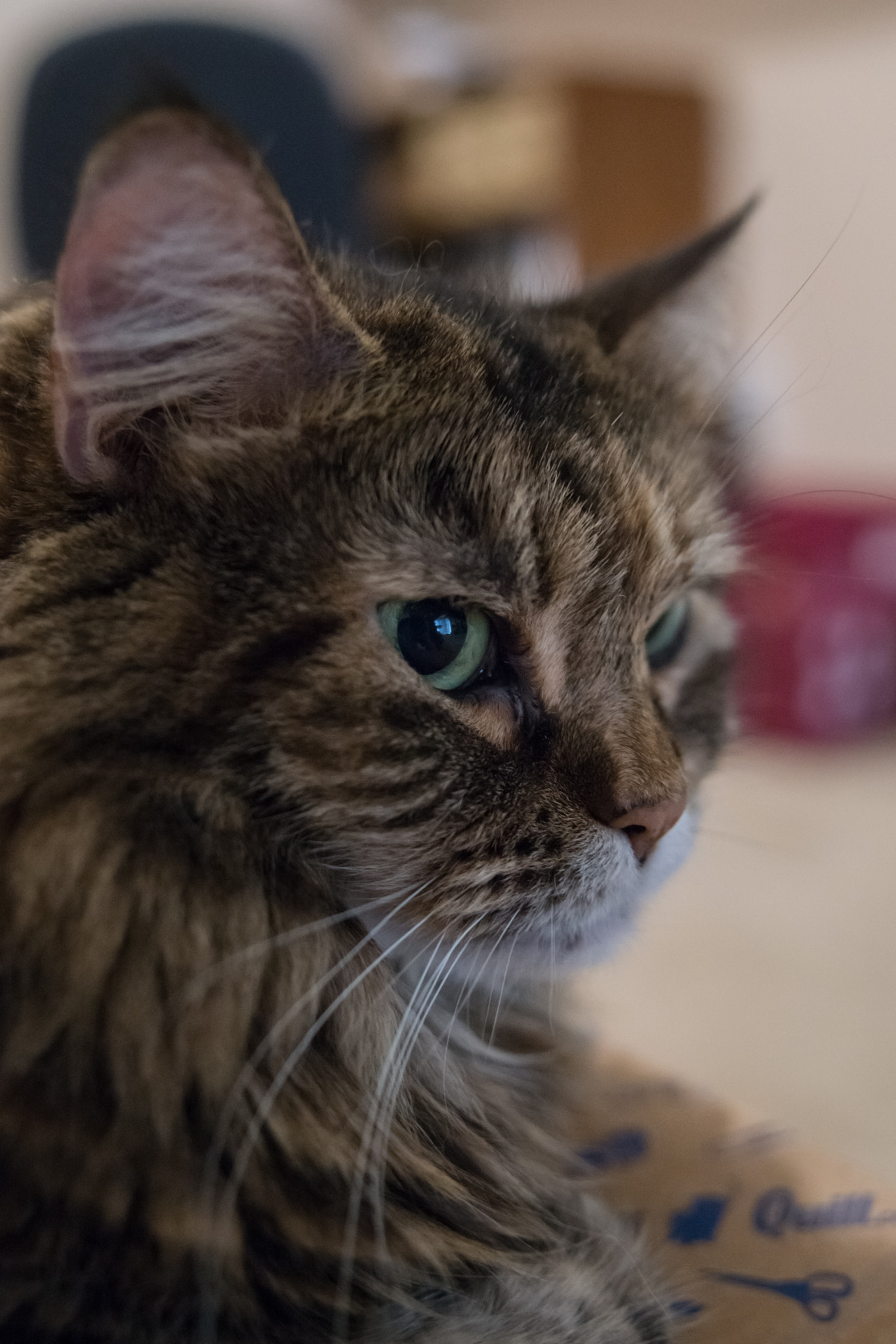 Nikon AF Nikkor 24-85mm F2.8-4D IF sample photo. Cat ya ya photography