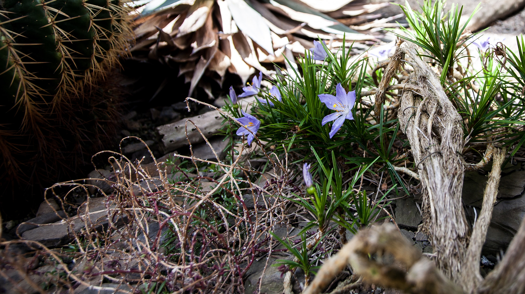Canon EF 24-85mm F3.5-4.5 USM sample photo. The little purple one  photography