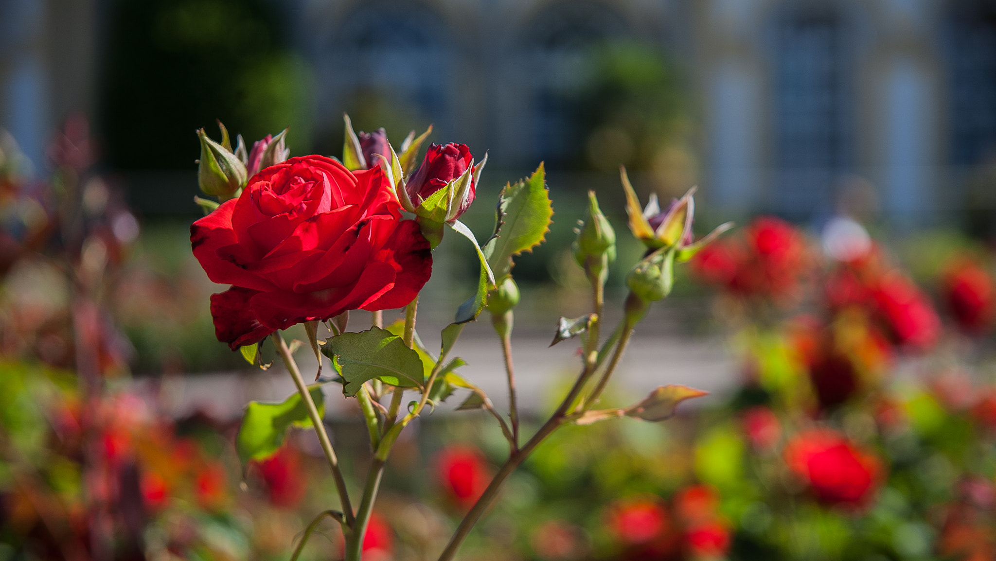 Canon EF 24-85mm F3.5-4.5 USM sample photo. Queen of the flowers  photography