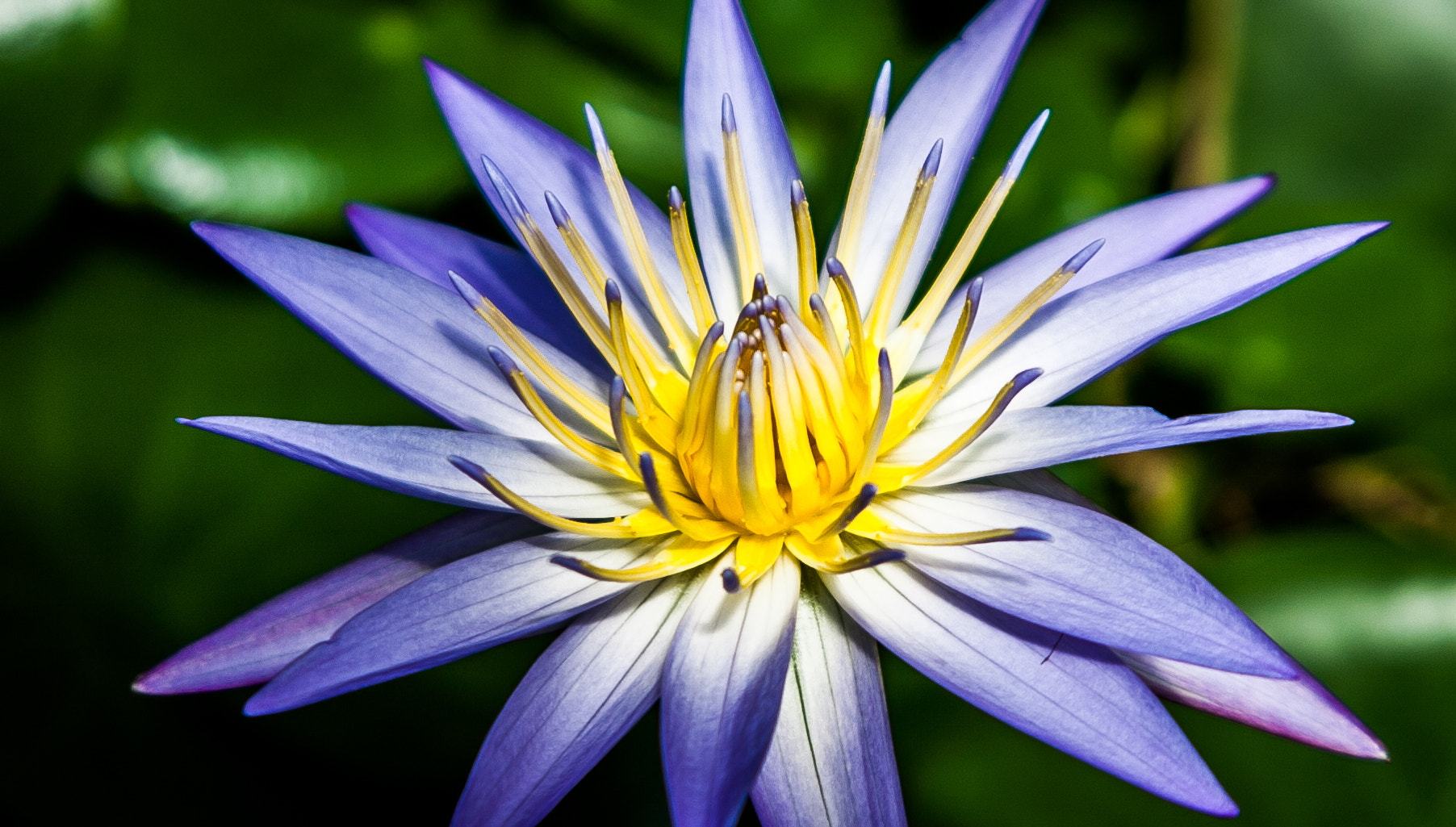 Canon EF 24-85mm F3.5-4.5 USM sample photo. Lily  photography