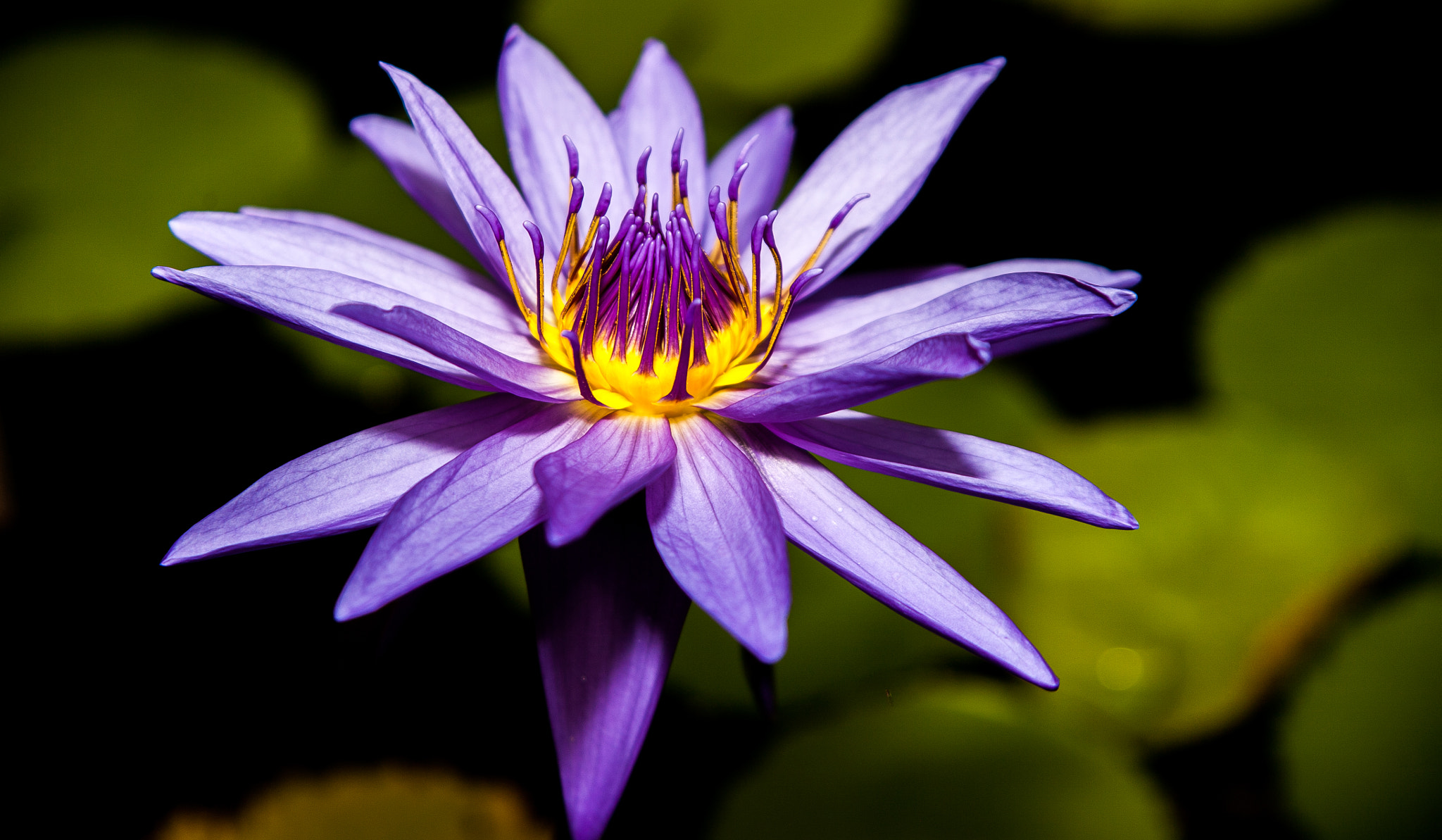 Canon EF 24-85mm F3.5-4.5 USM sample photo. Purple waterlily  photography