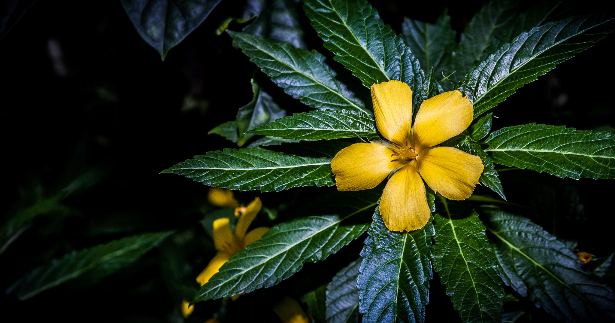 Canon EF 24-85mm F3.5-4.5 USM sample photo. Spotlight  photography