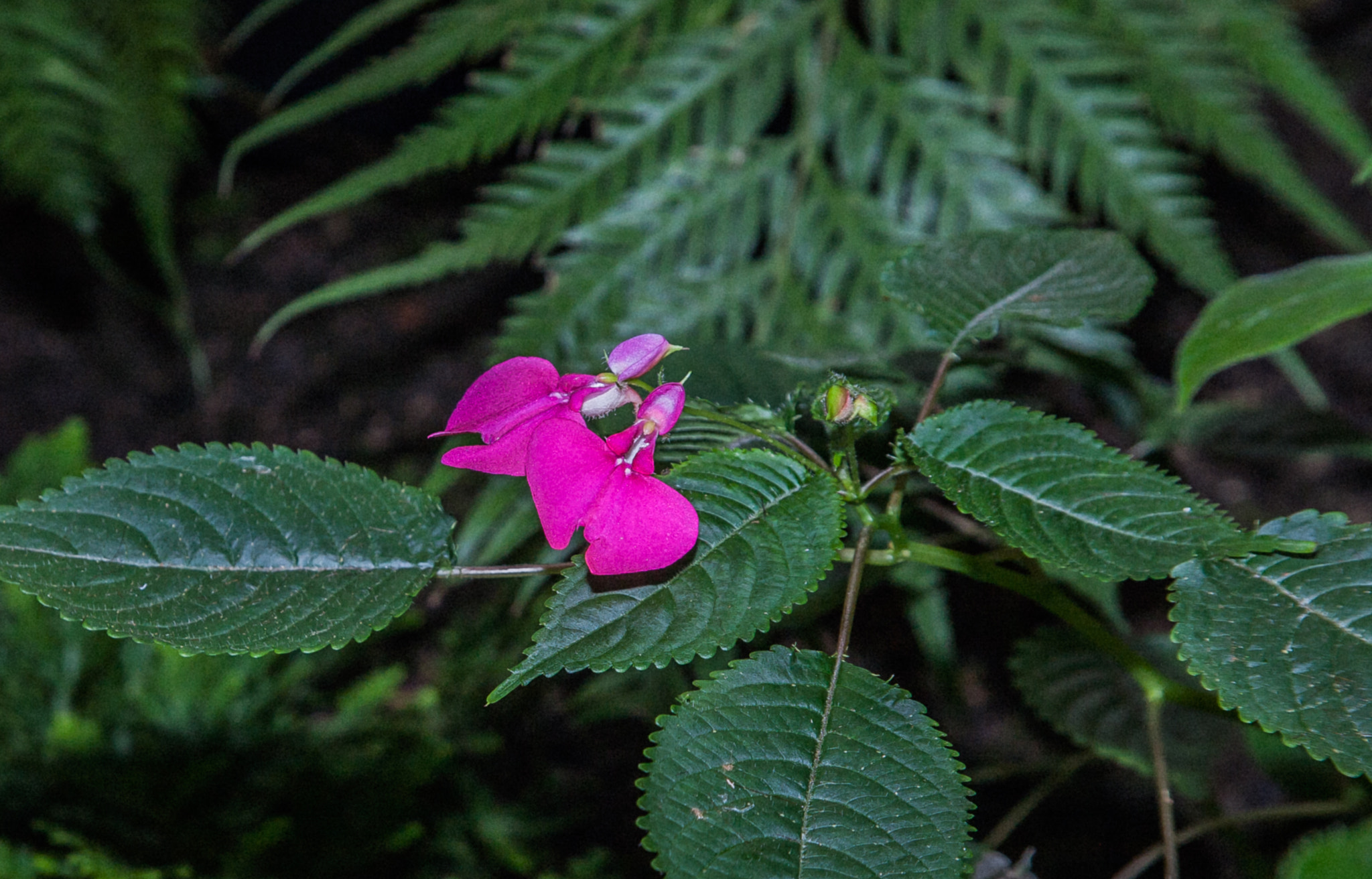 Canon EF 24-85mm F3.5-4.5 USM sample photo. Wild orchid  photography