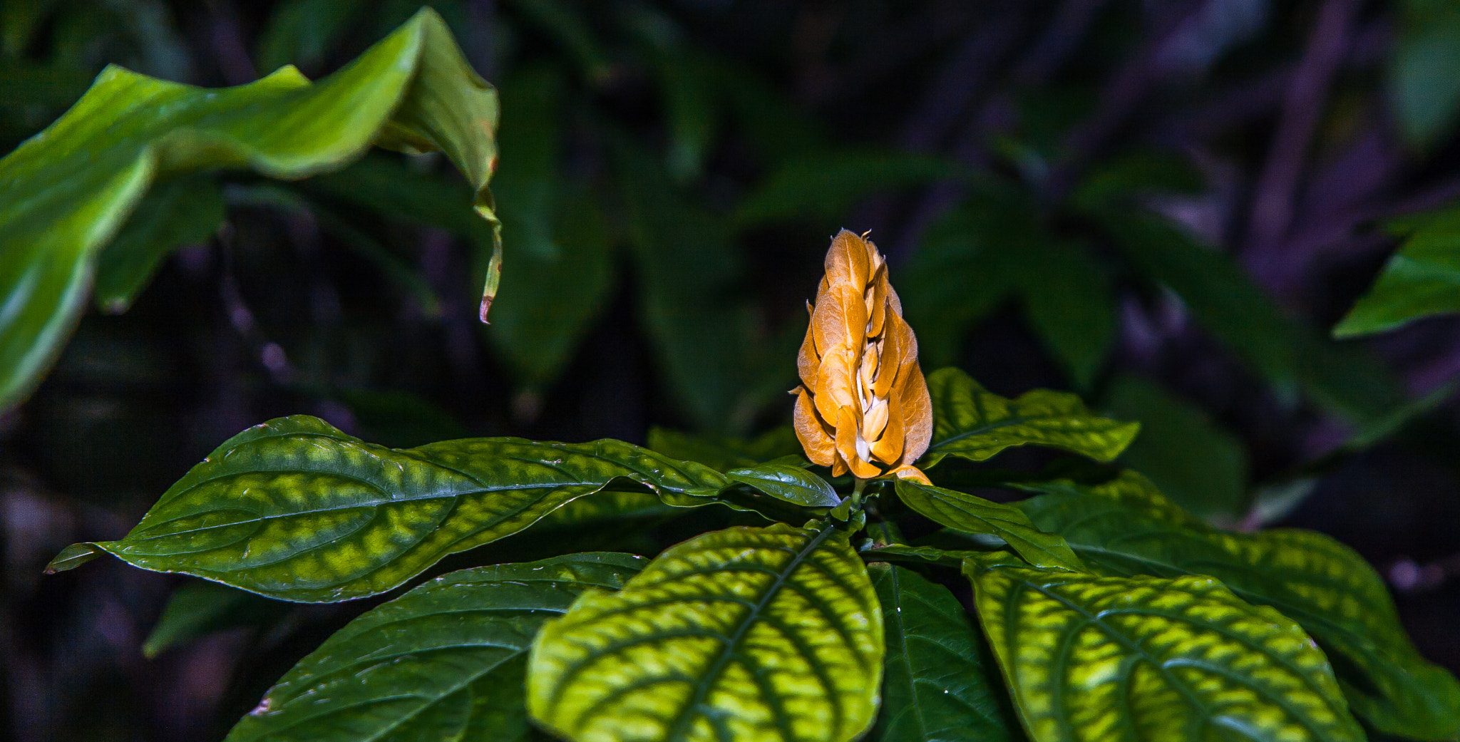 Canon EF 24-85mm F3.5-4.5 USM sample photo. Exotic  photography
