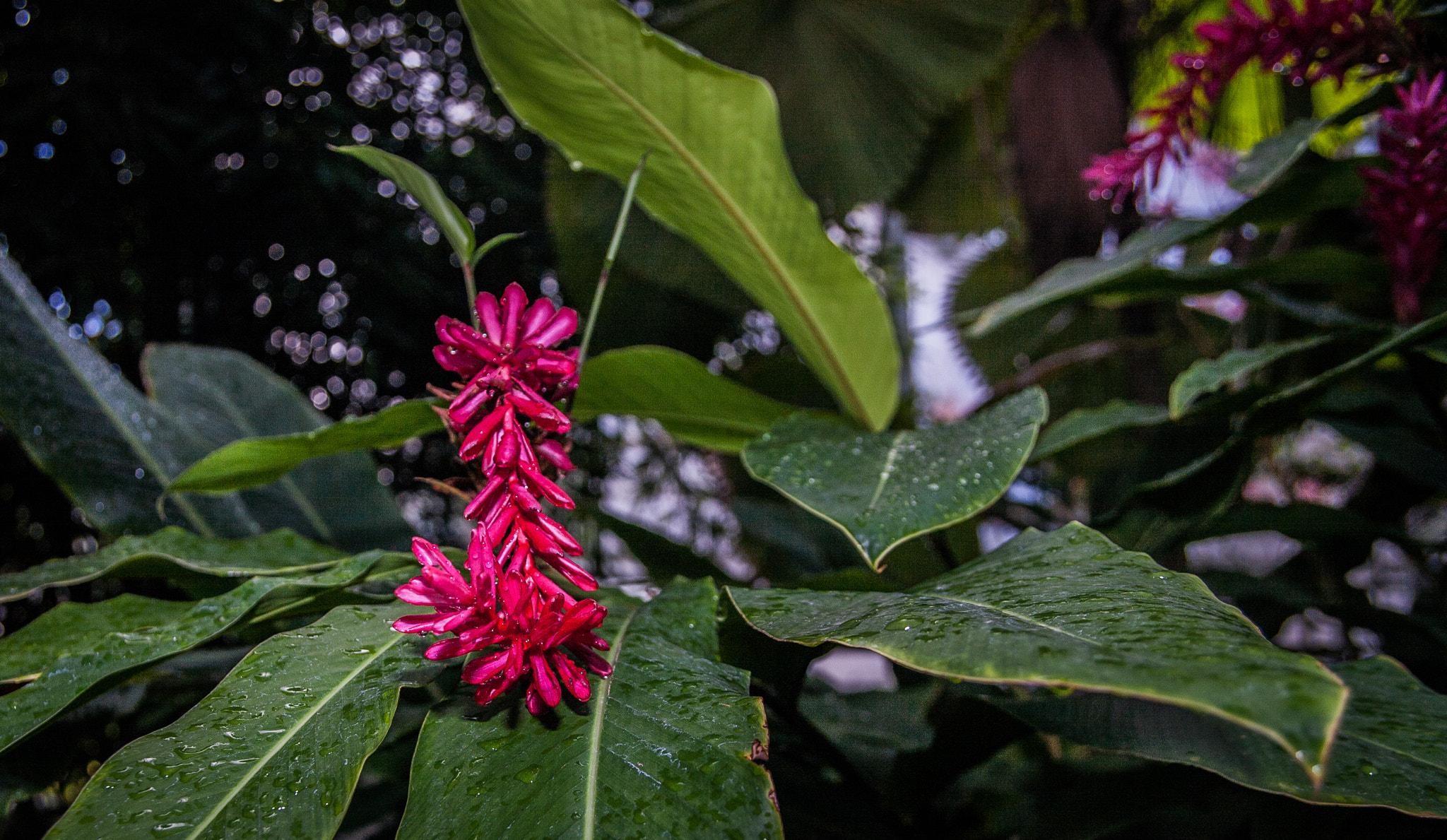 Canon EF 24-85mm F3.5-4.5 USM sample photo. Let it rain  photography