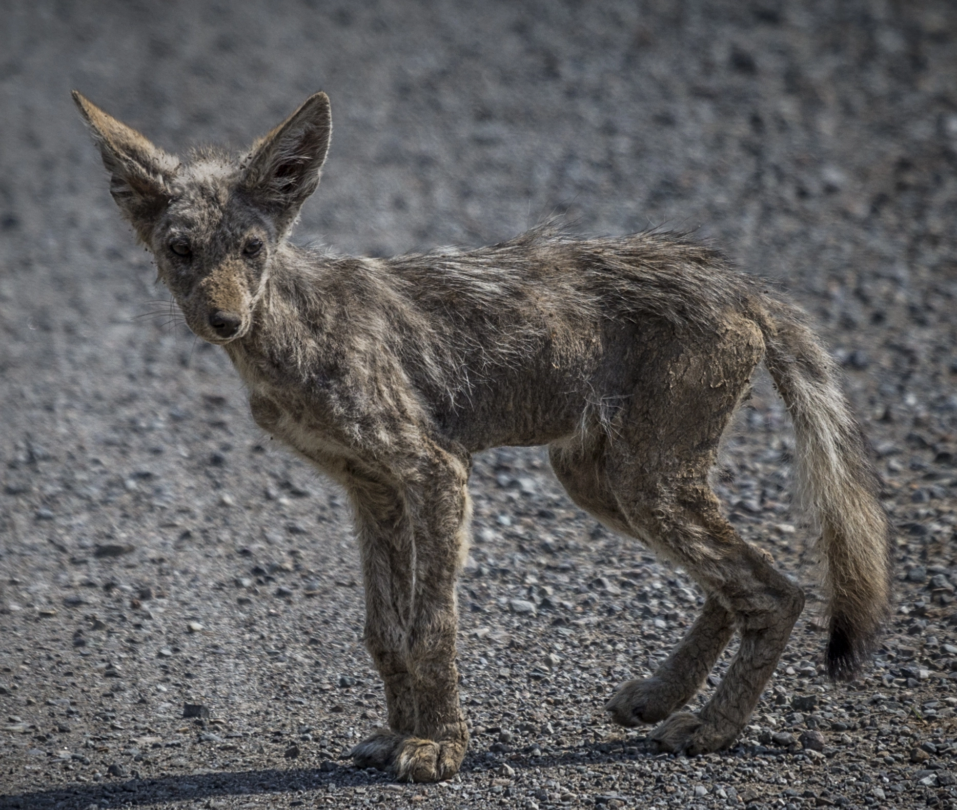 Canon EOS-1D X + Canon EF 100-400mm F4.5-5.6L IS USM sample photo. Coyote pup photography