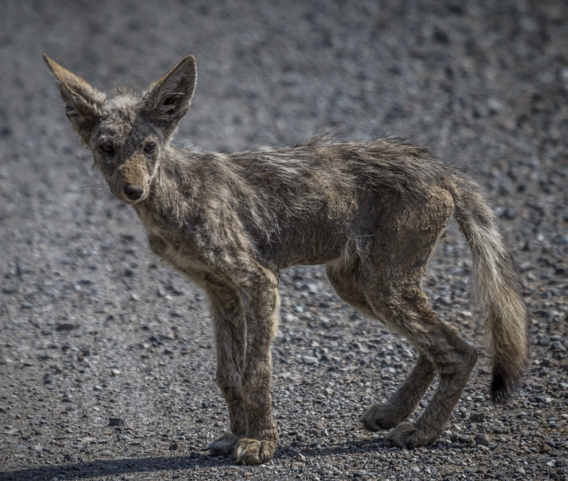Canon EF 100-400mm F4.5-5.6L IS USM sample photo. Coyote pup photography