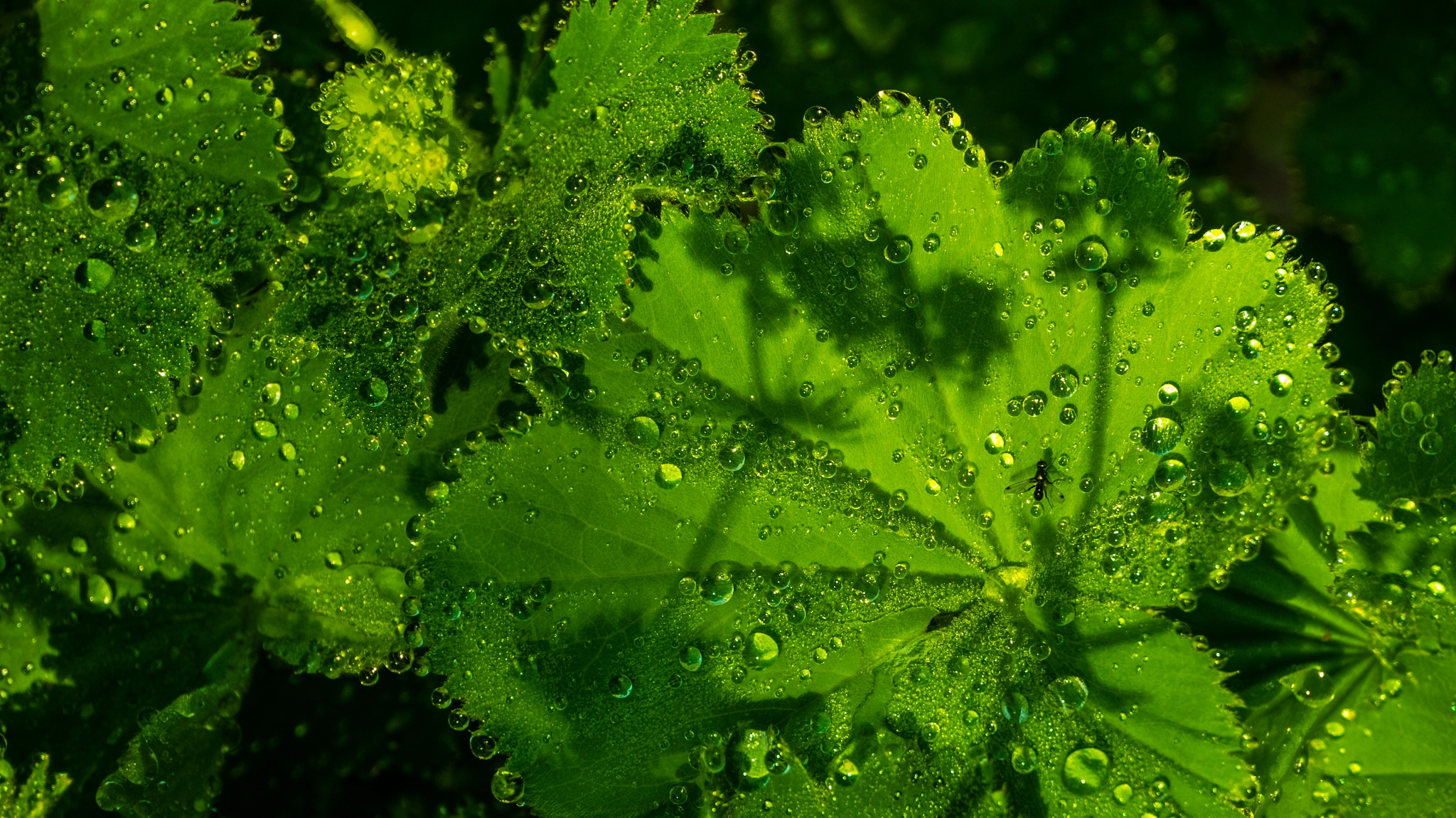 LUMIX G VARIO PZ 14-42/F3.5-5.6 sample photo. Shadow and light on water droplet leaf photography