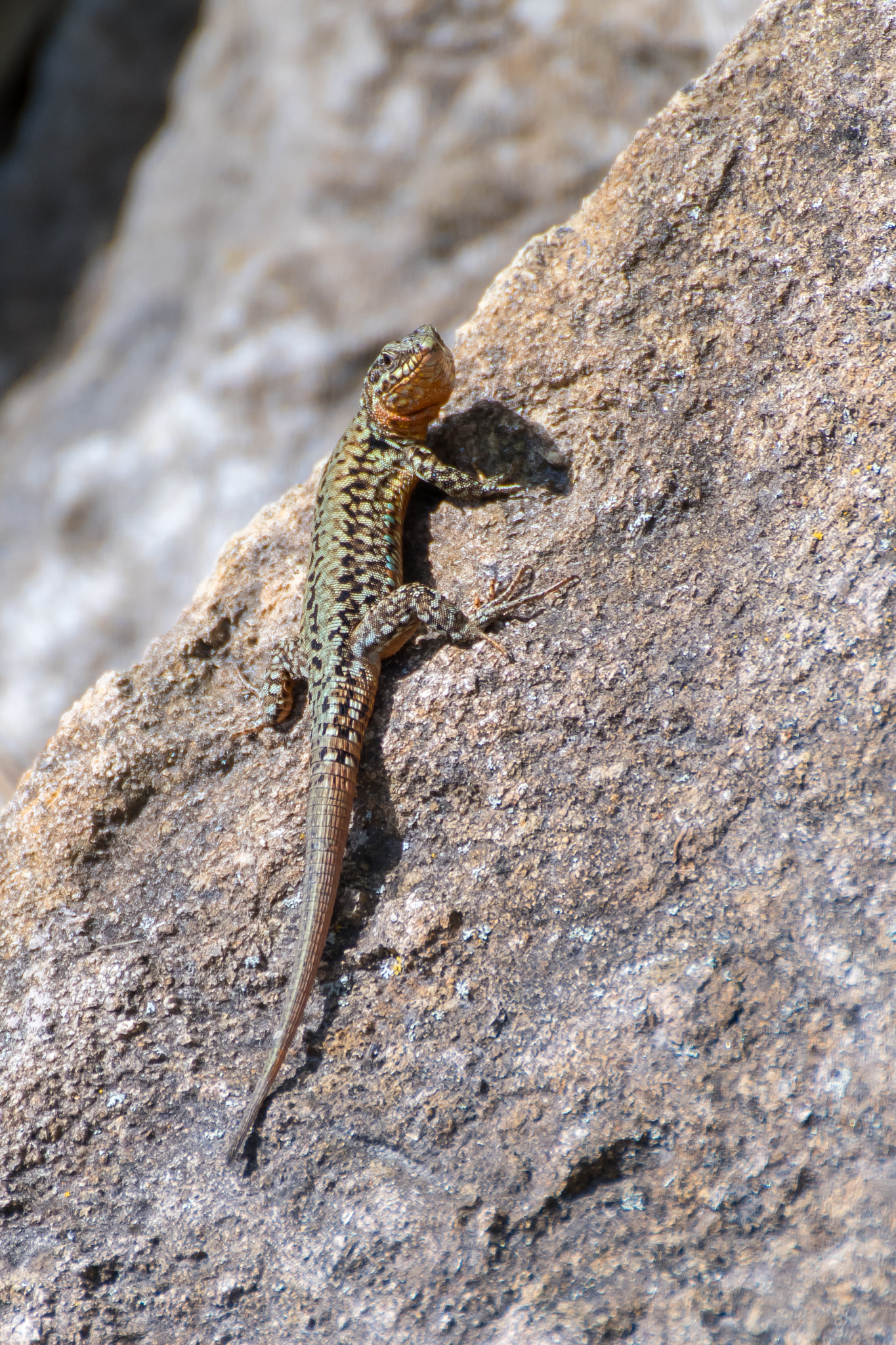 Nikon D500 sample photo. Lizard / podarcis muralis photography