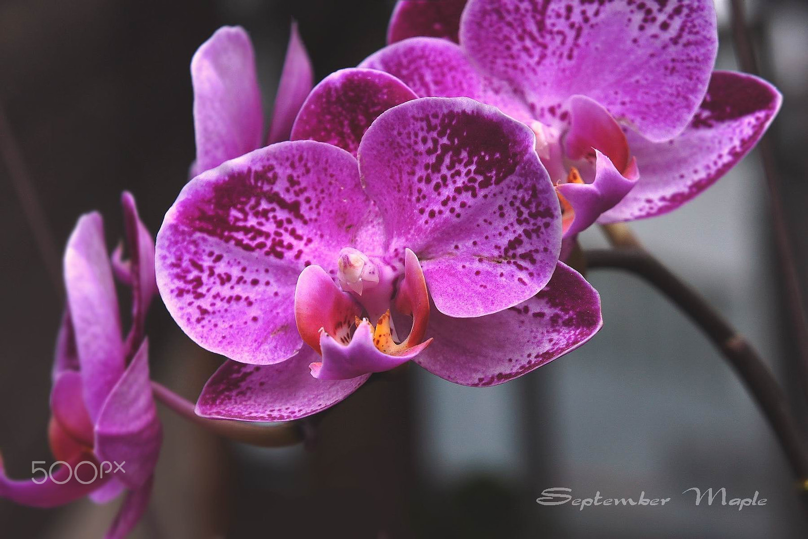 Sony NEX-5C sample photo. 蝴蝶兰 1 photography