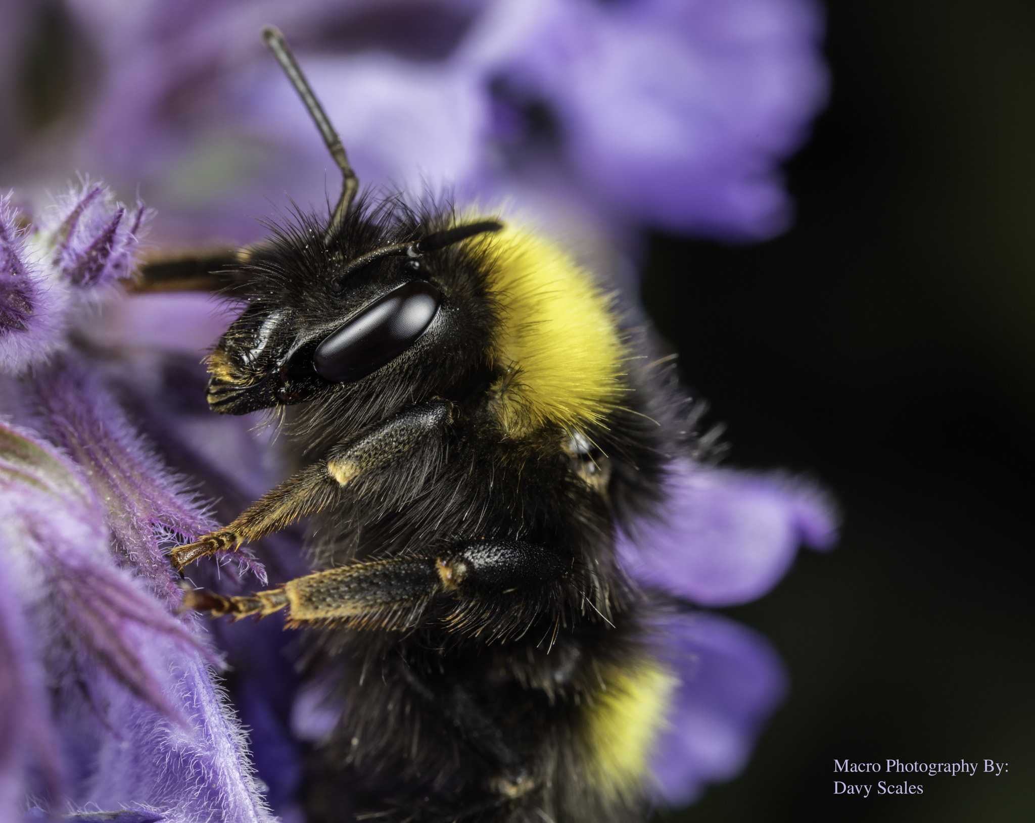 Canon MP-E 65mm F2.5 1-5x Macro Photo sample photo. Macro of a bee on catmint photography